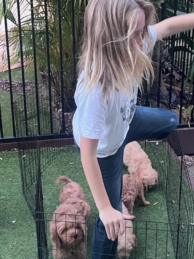 playing with puppies Beau 1.jpg