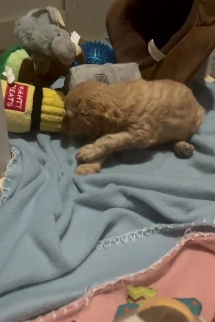 Bridgettes litter playing 8.jpg