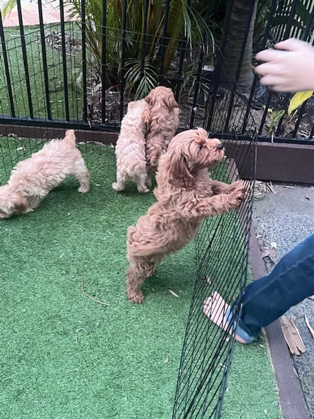 Puppies playing outside  Beau.jpg