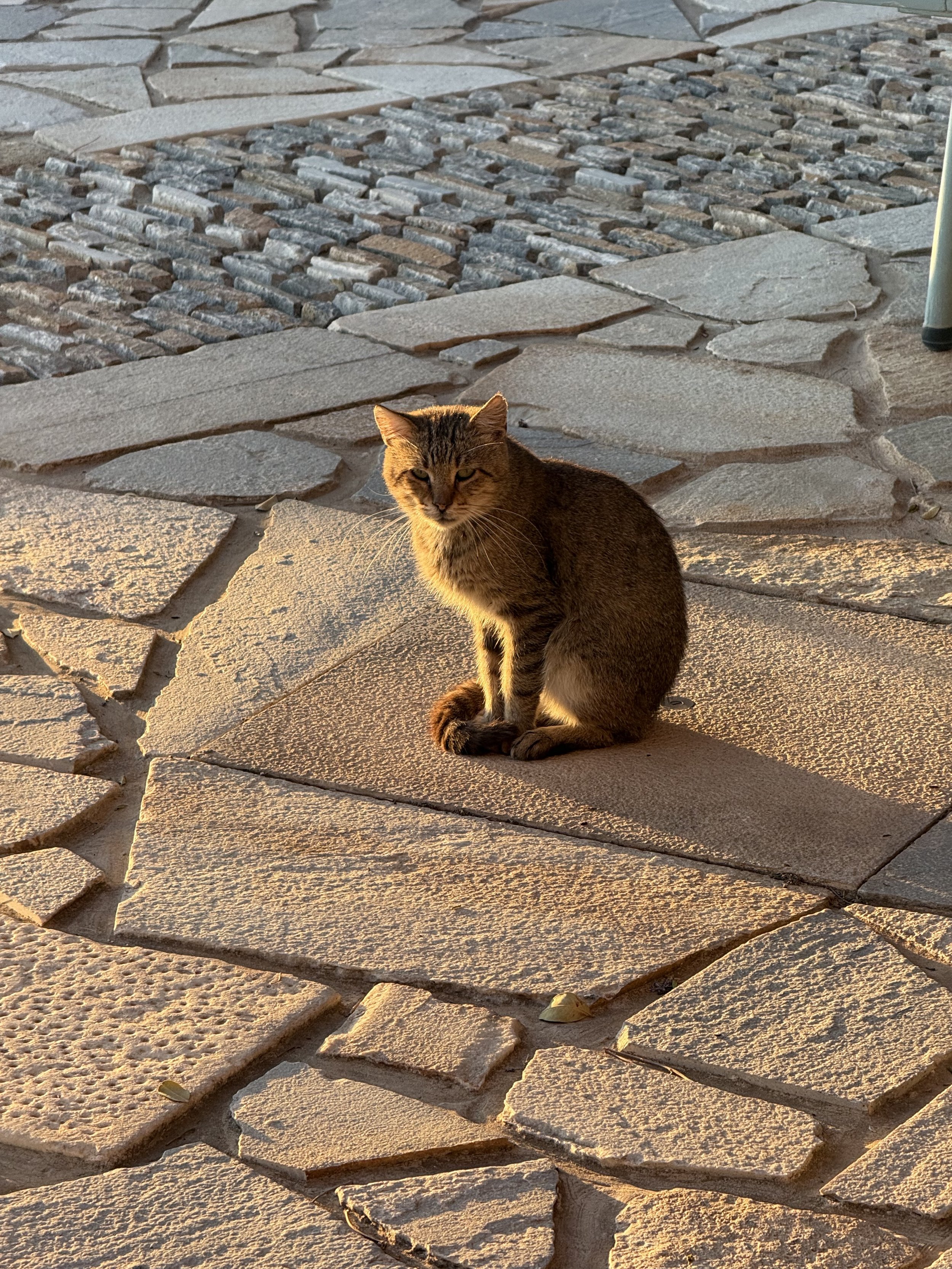 IMG_1431.jpeg