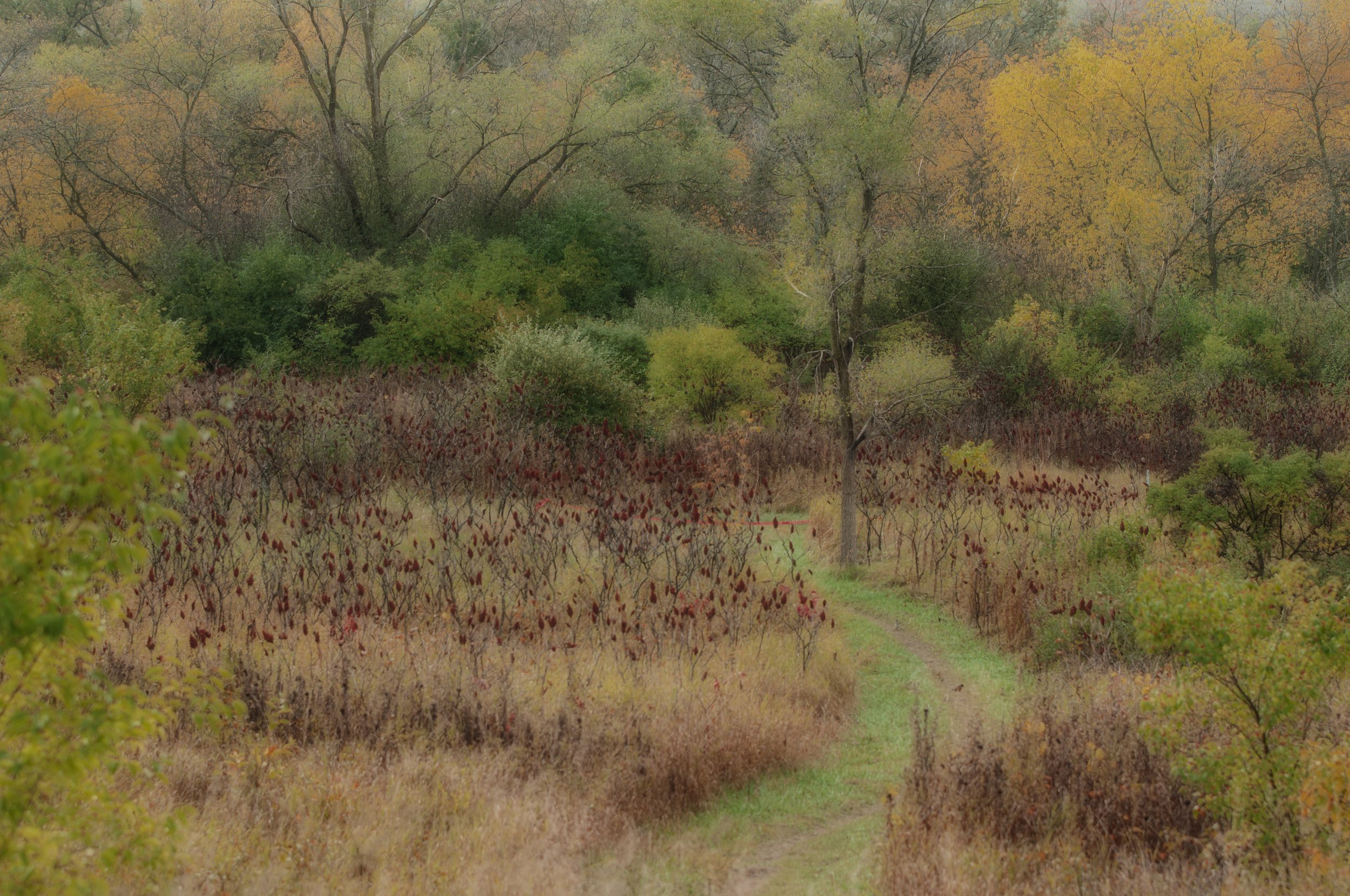 A Path into Fall