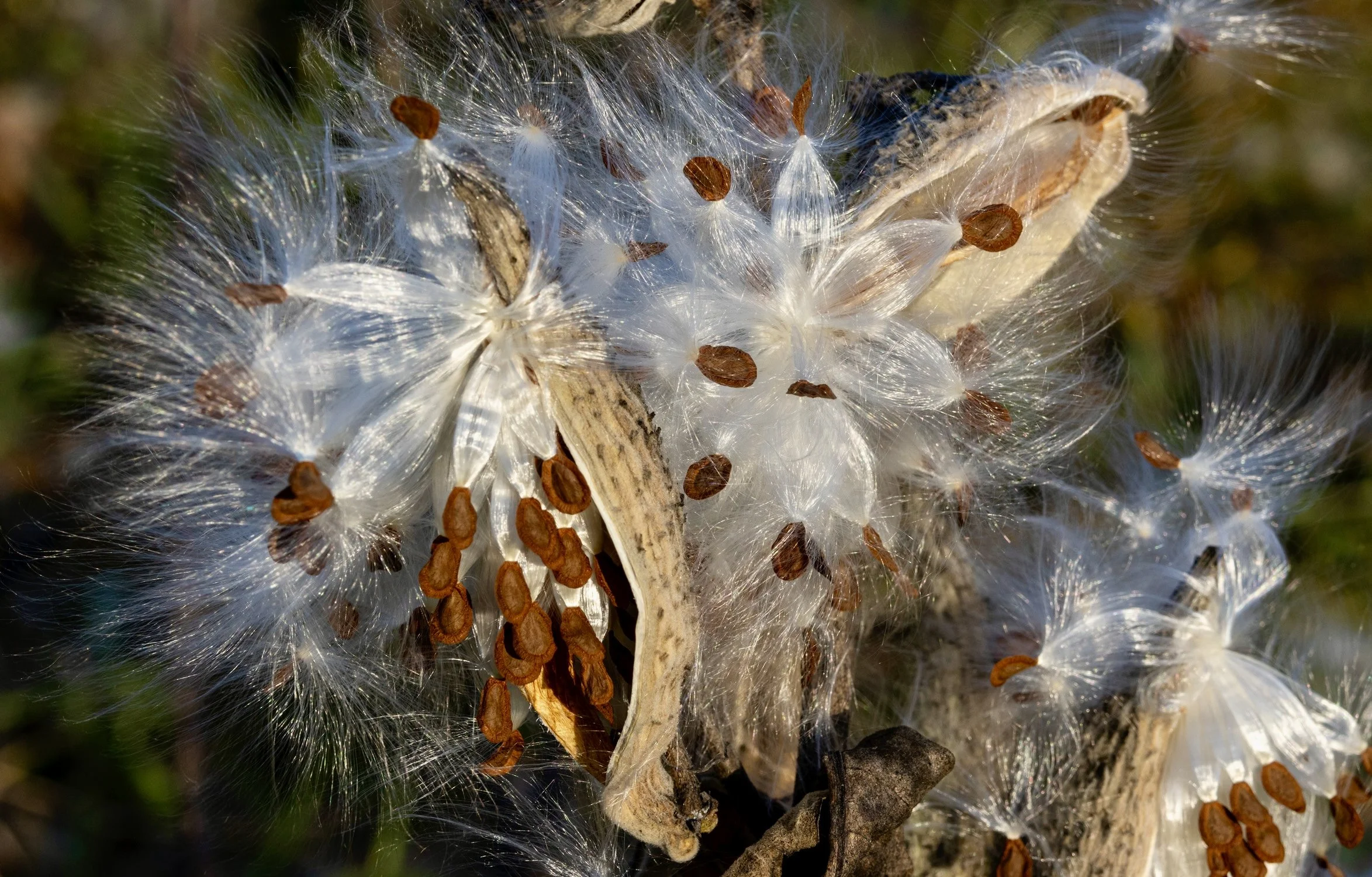 Milkweed Burst - By Roger Smith