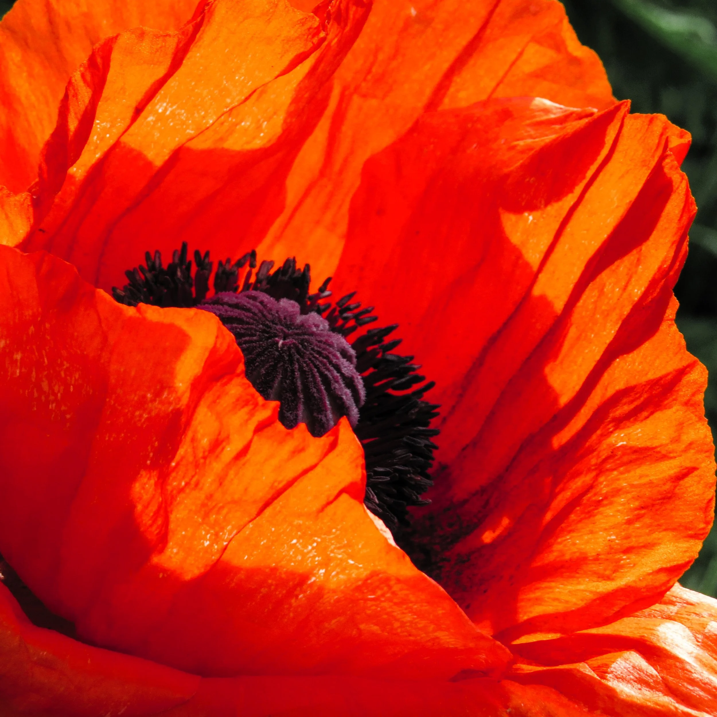 Bloomin Red Poppy - By Louise Chapman