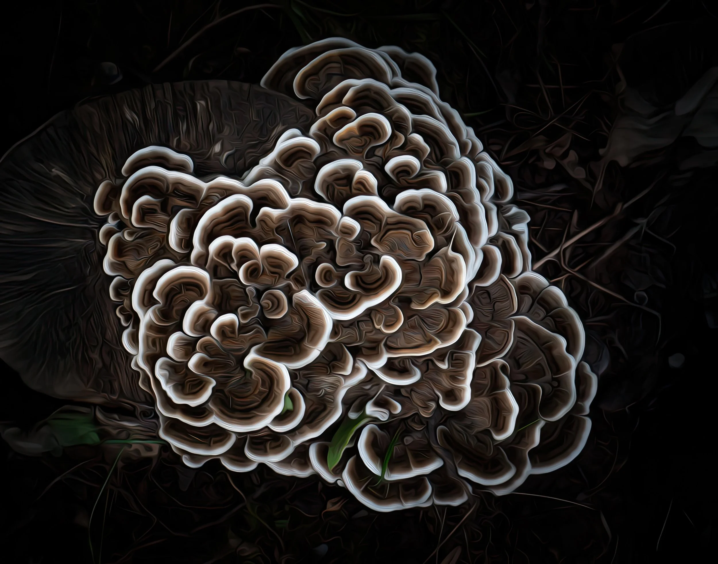 Fungi - By Gary Meek
