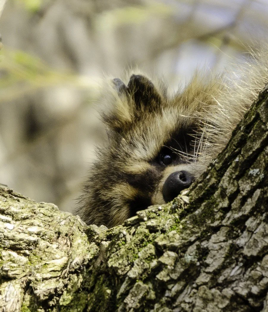 Go Away! I Was Sleeping - By Jennifer Keating
