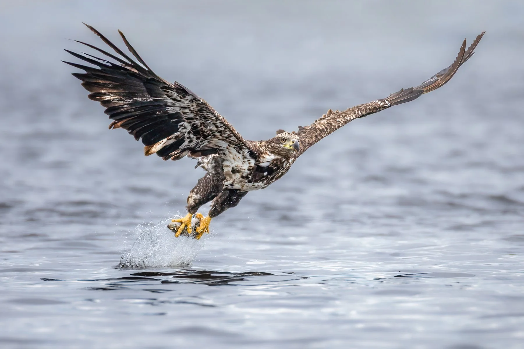 Swooping Success! - By Fran Harris