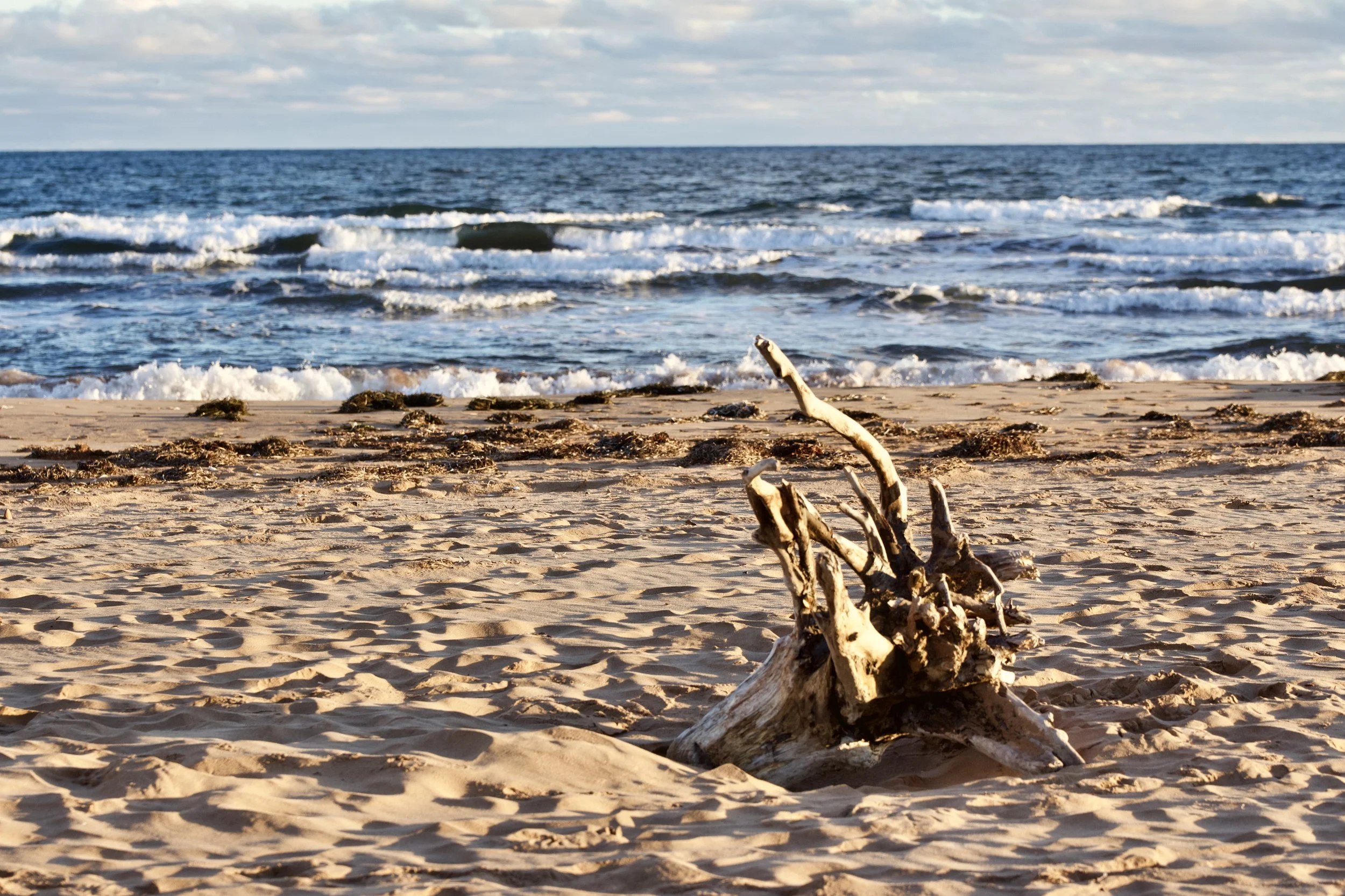 Driftwood - 
By Mike Gange