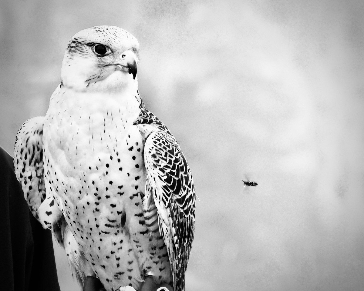 Hawk Sees a Wasp - By Robert Christie