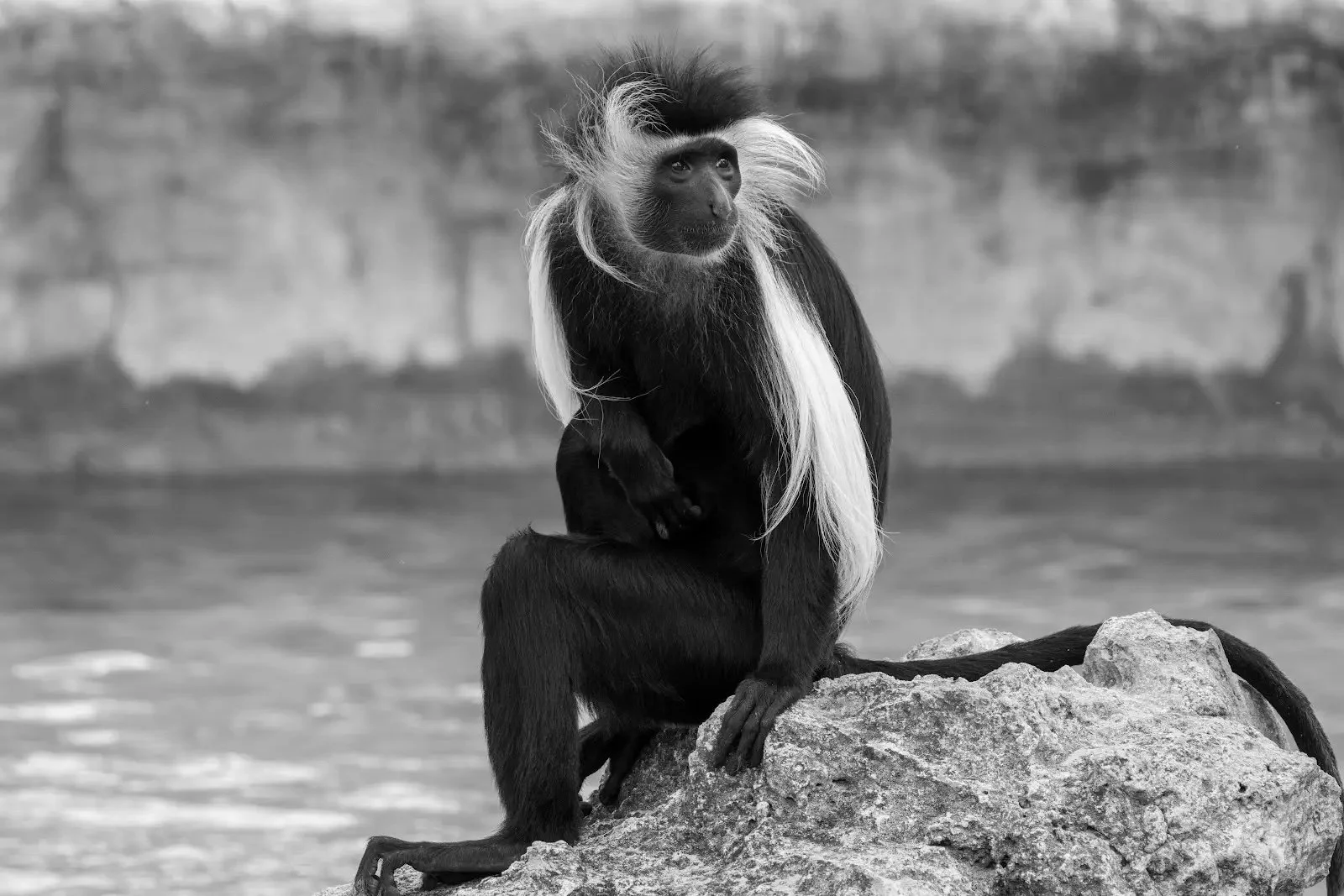 Colobus Monkey - 
By Darla Stewart