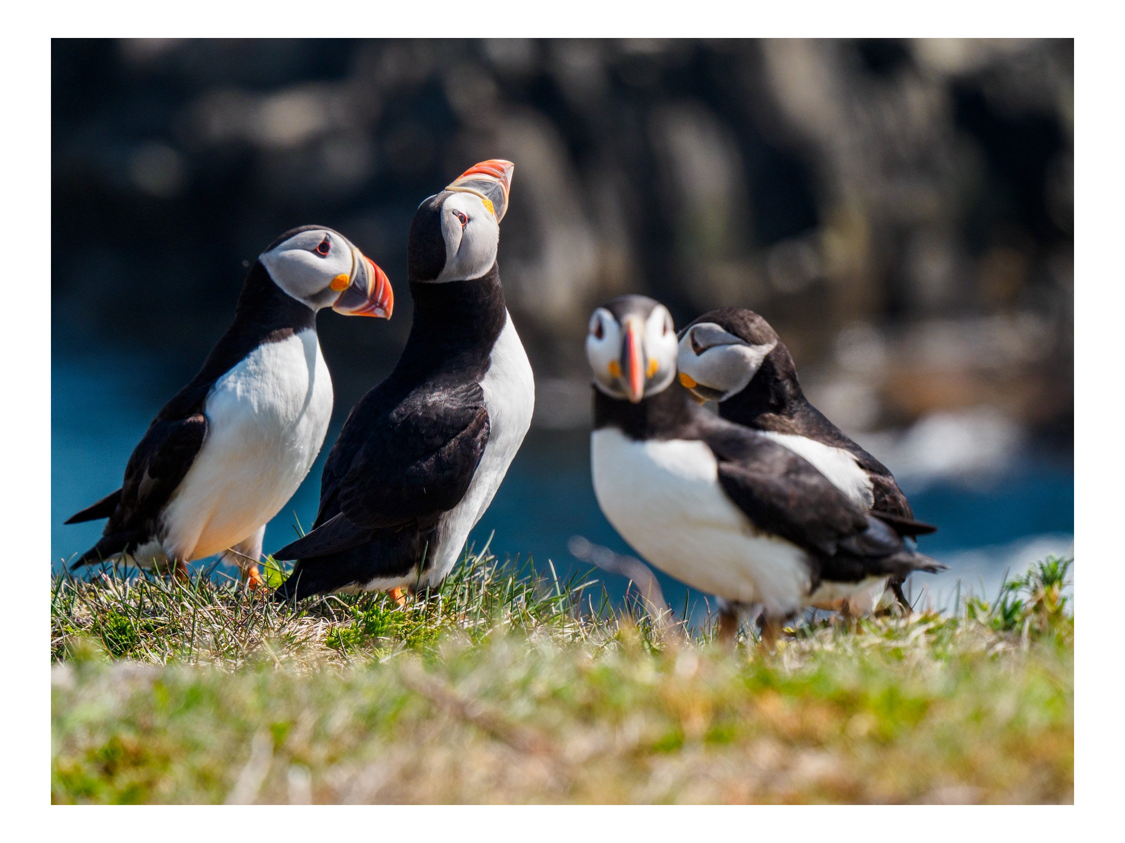 A Preponderance Of Puffins - 
By Greg Jamieson
