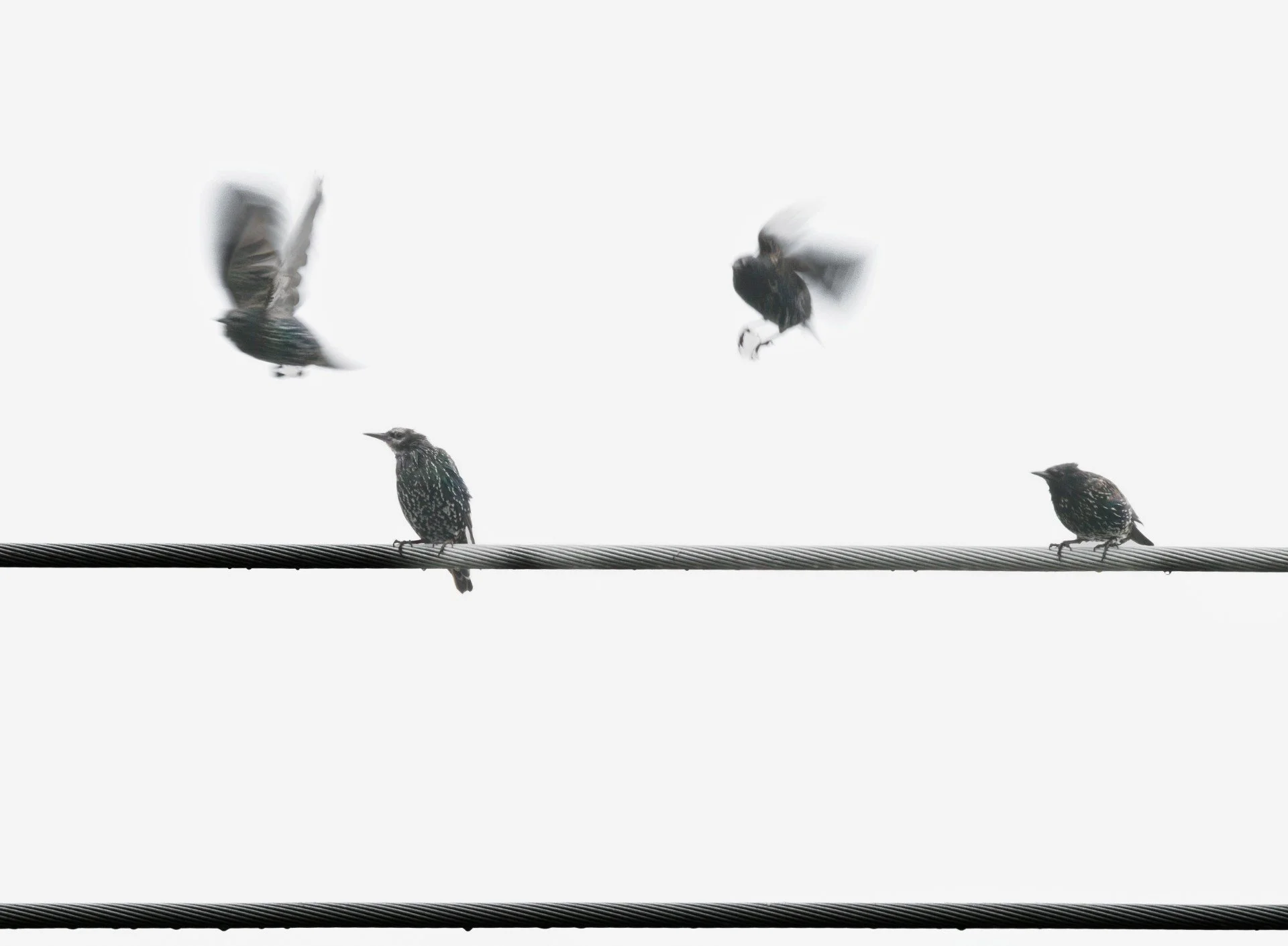 Sudden Departure - By Greg Jamieson