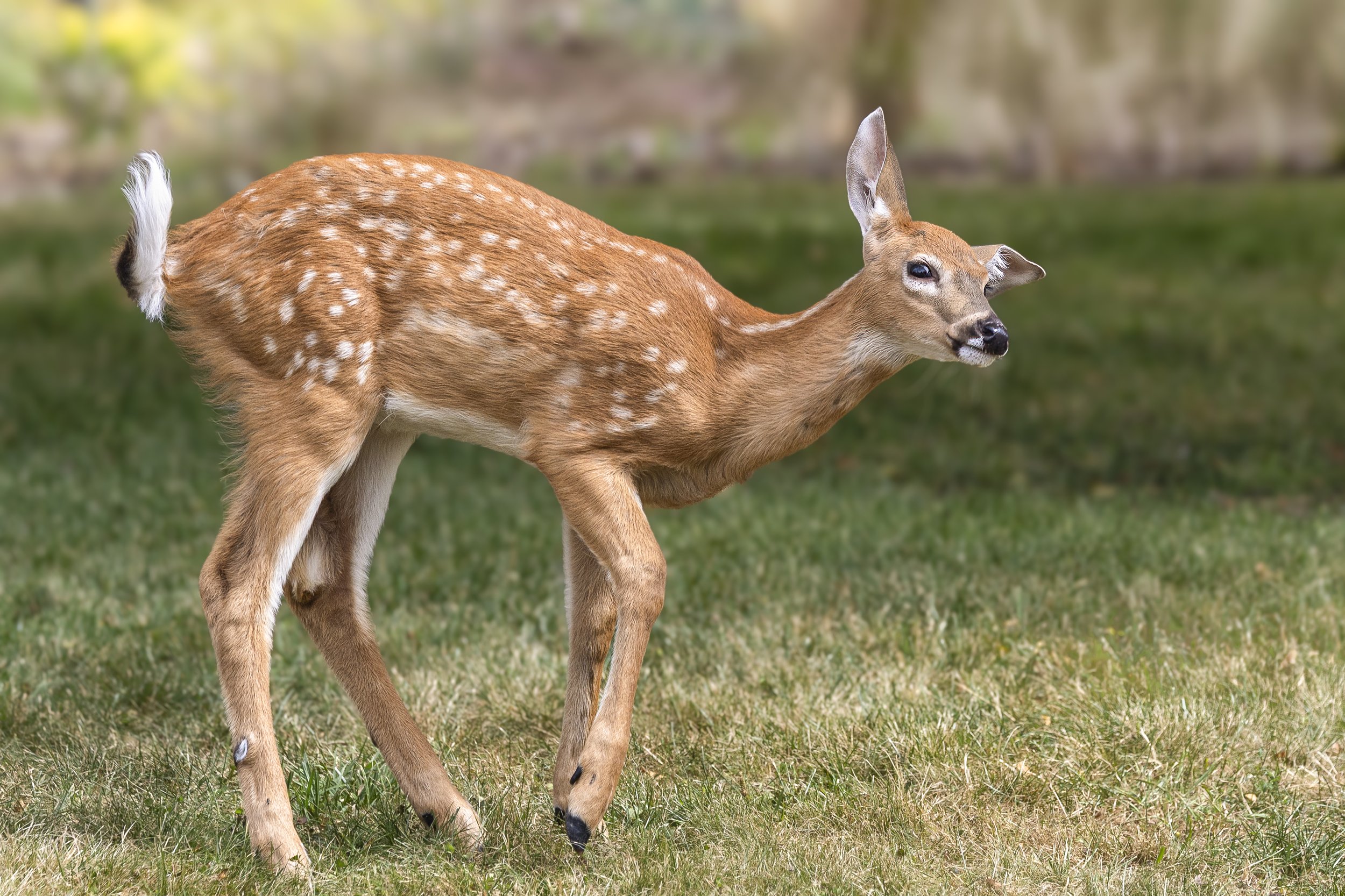 Oh Deer - 
By Fran Harris