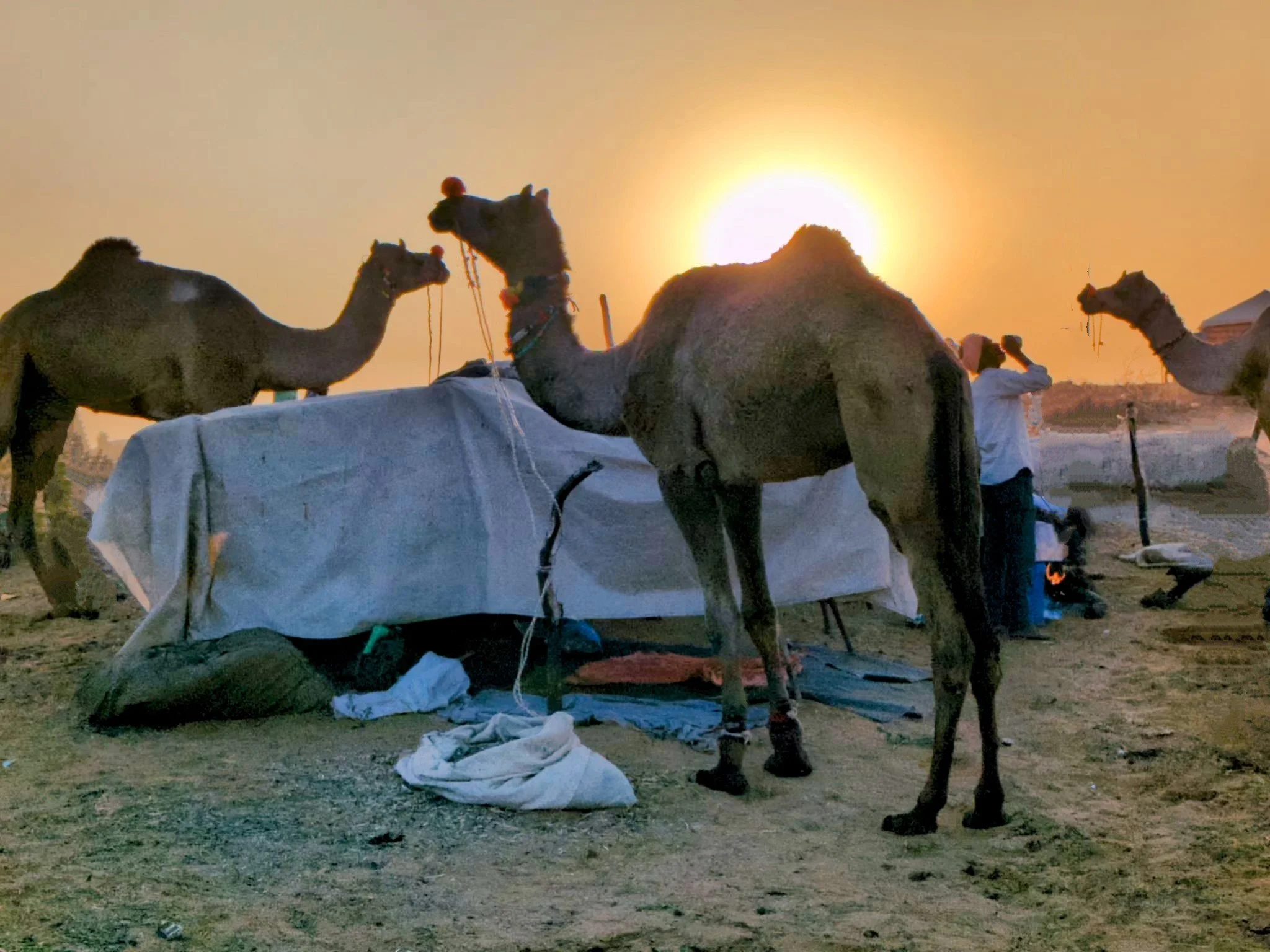 Camel Fair - By Ajit Thakkar