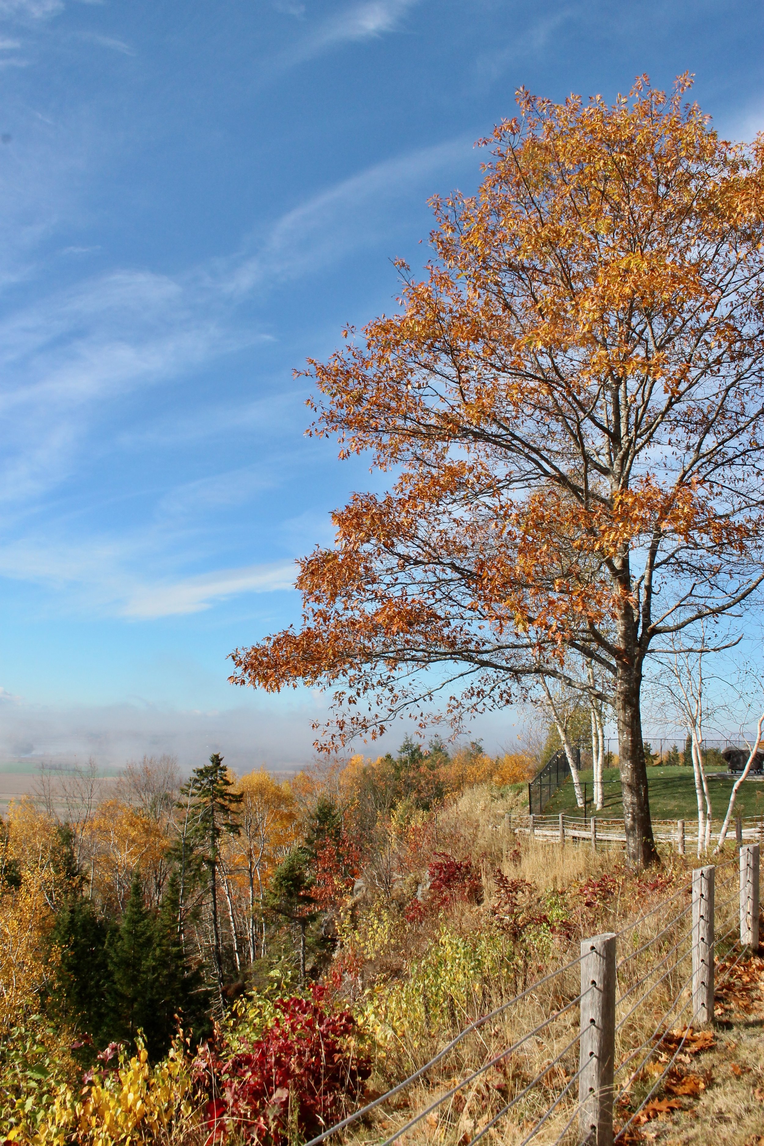 View From Carlisle Road - By Janet Crawford