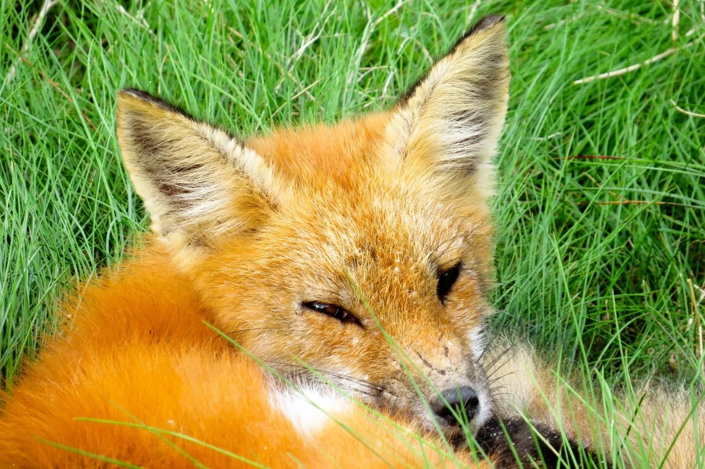 Sleepy Fox Pup - 
By Louise Chapman