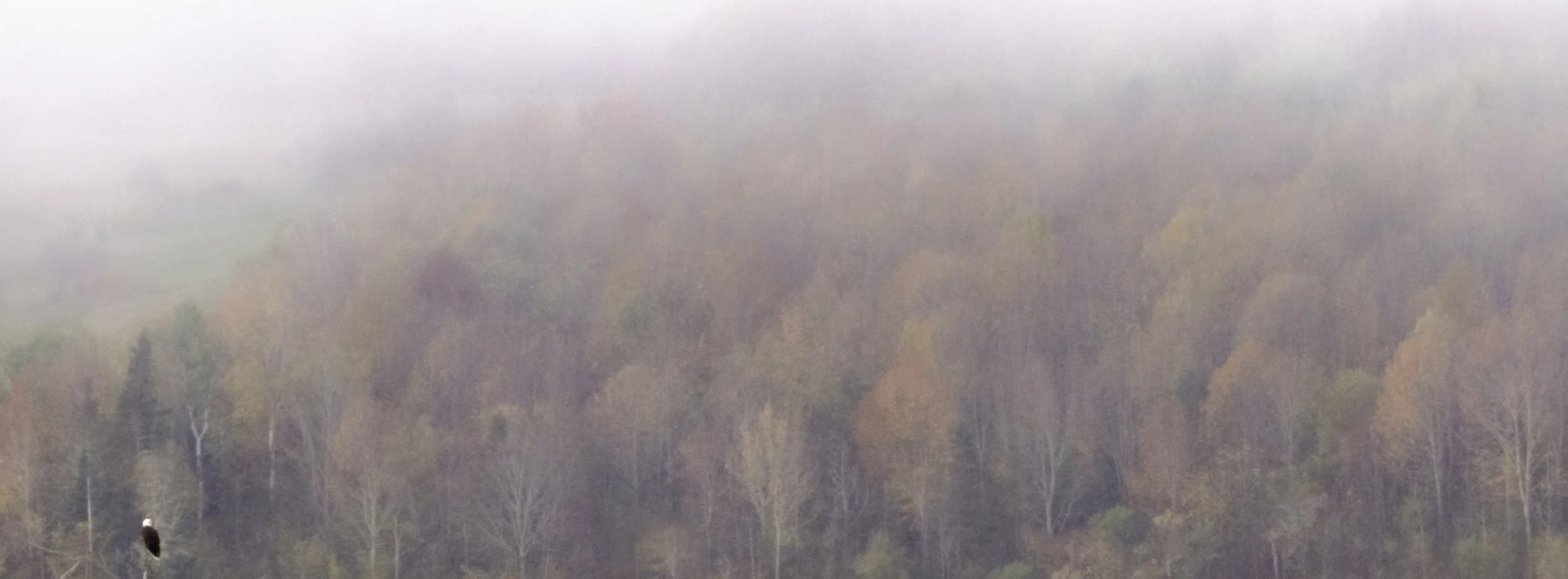 Misty Morning - By Jennifer Keating