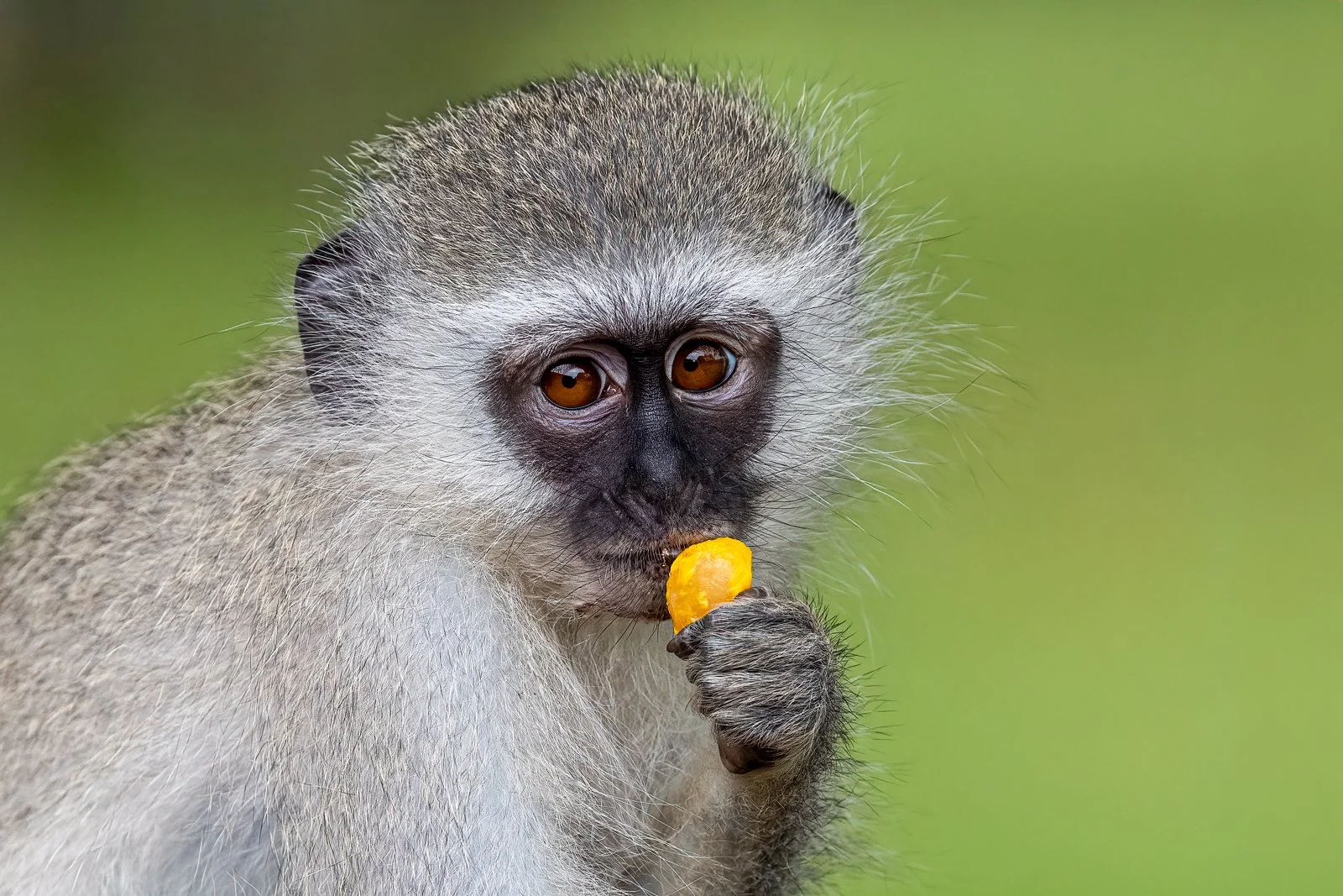 Pleading Eyes - By Fran Harris