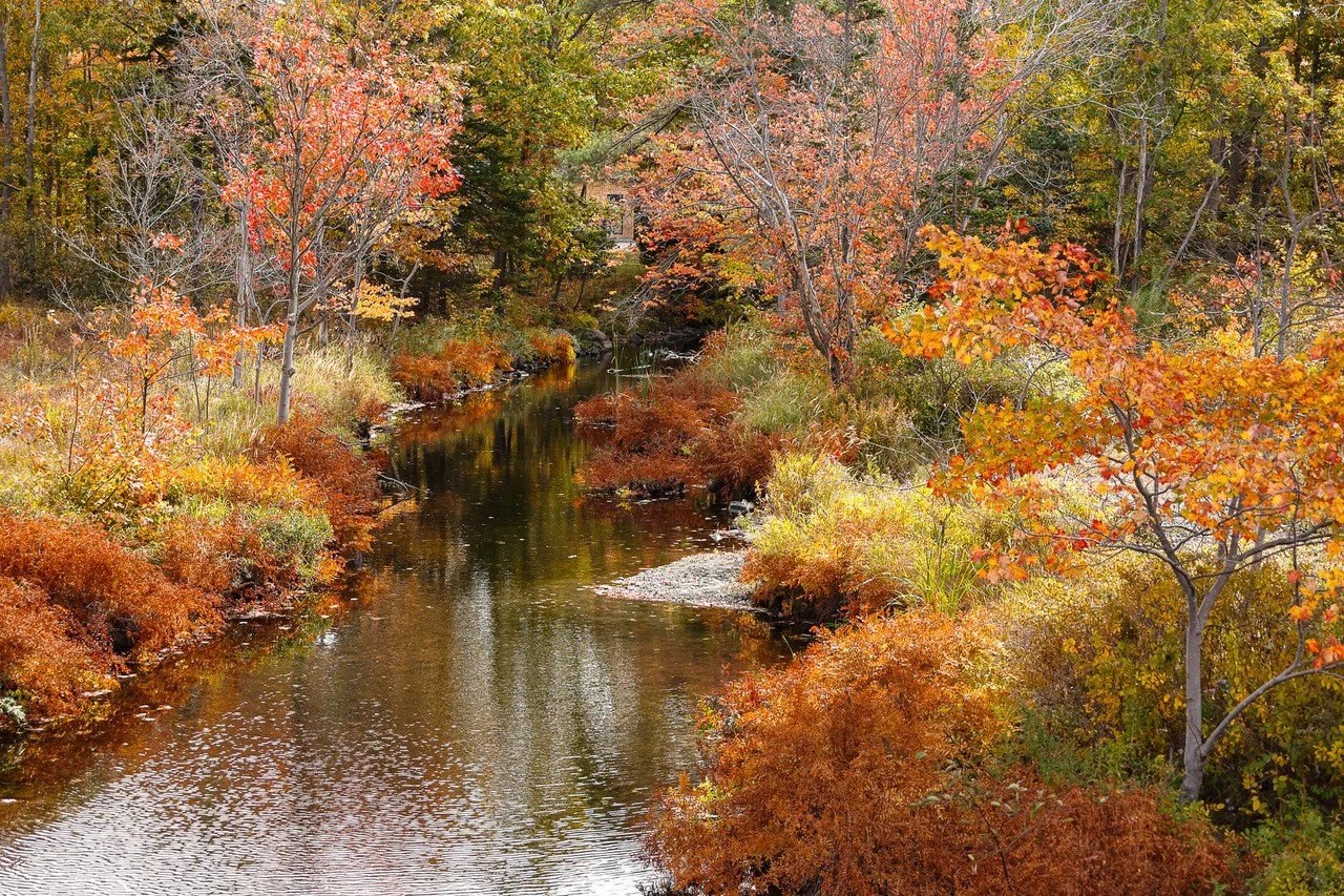Fall Colours 2025 - By Carol Mulholland