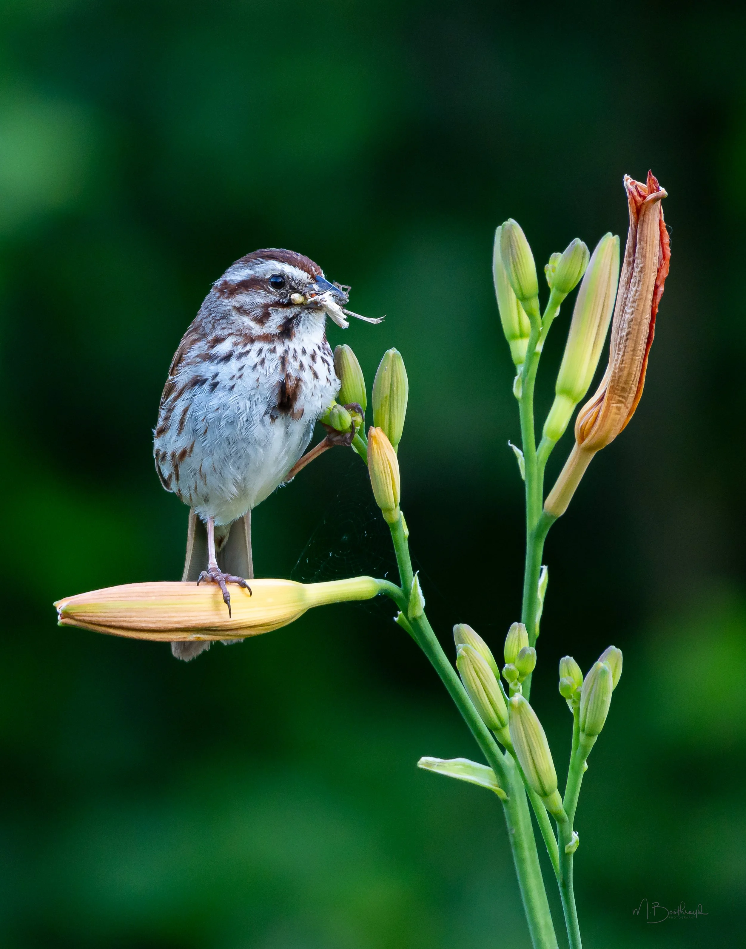 Balancing Act - By Margaret Boothroyd