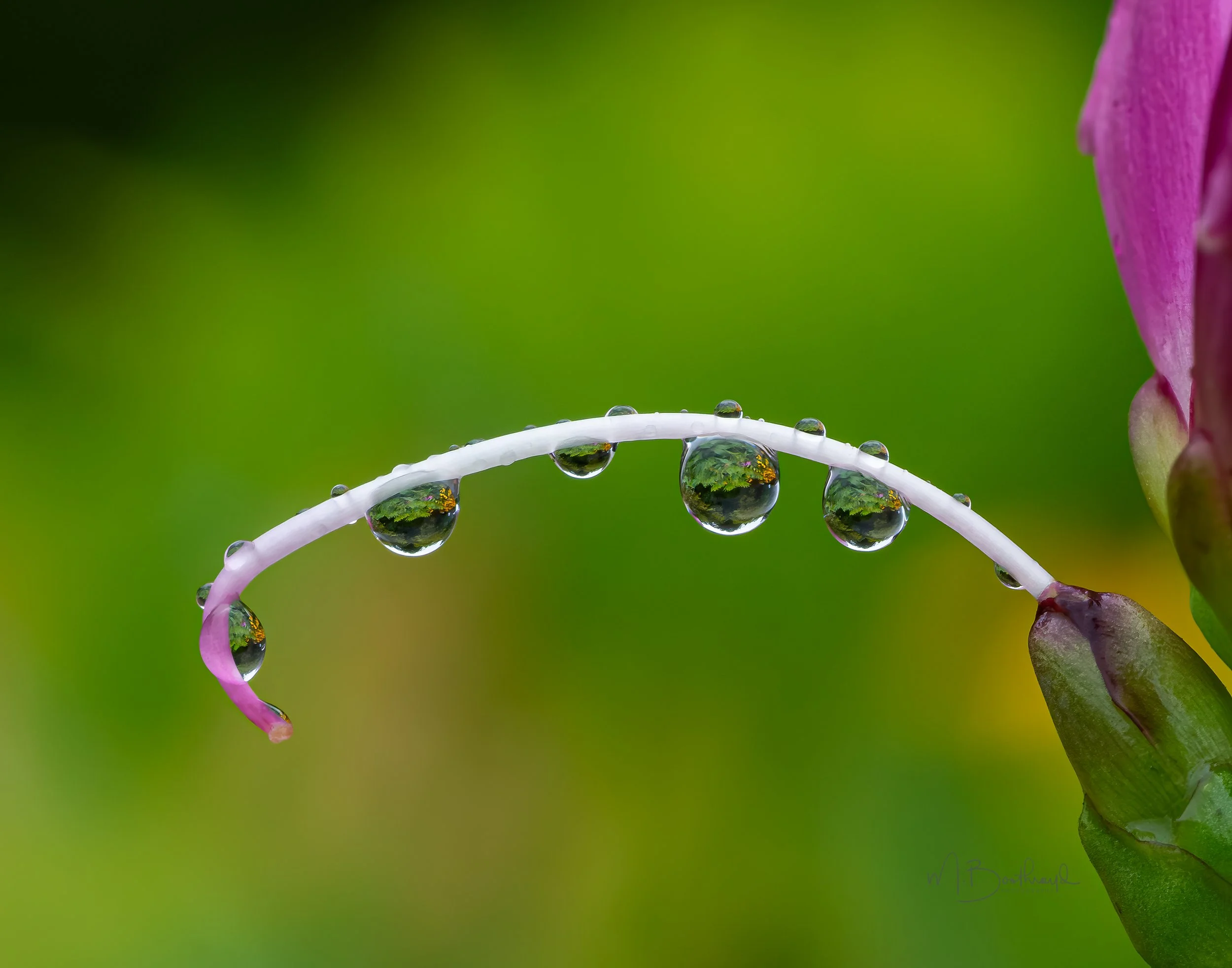 Water droplets - By Margaret Boothroyd