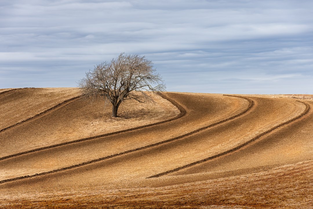 Field of Gold  - By Rejean Pitre