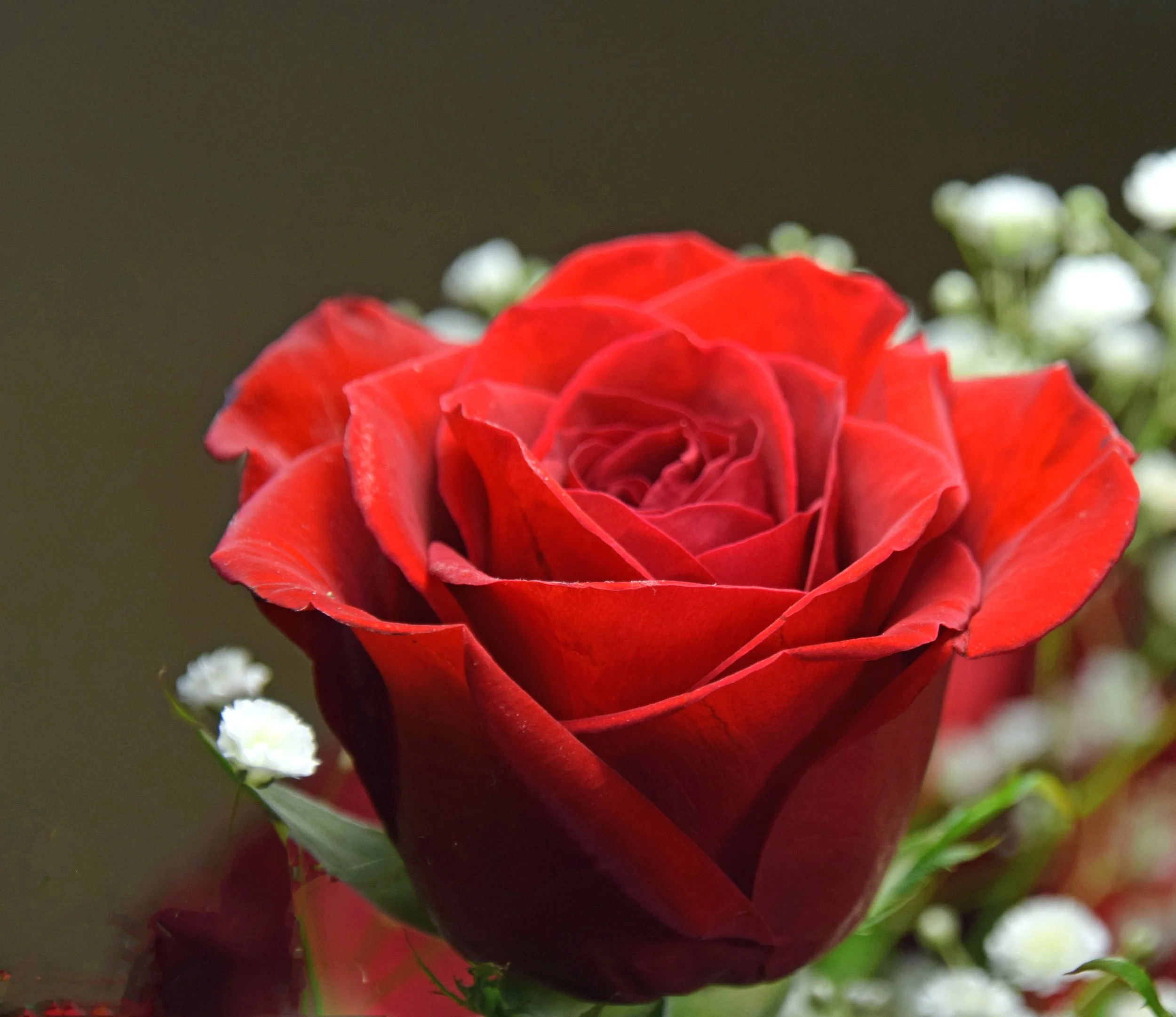 Roses - By Zelma Aird