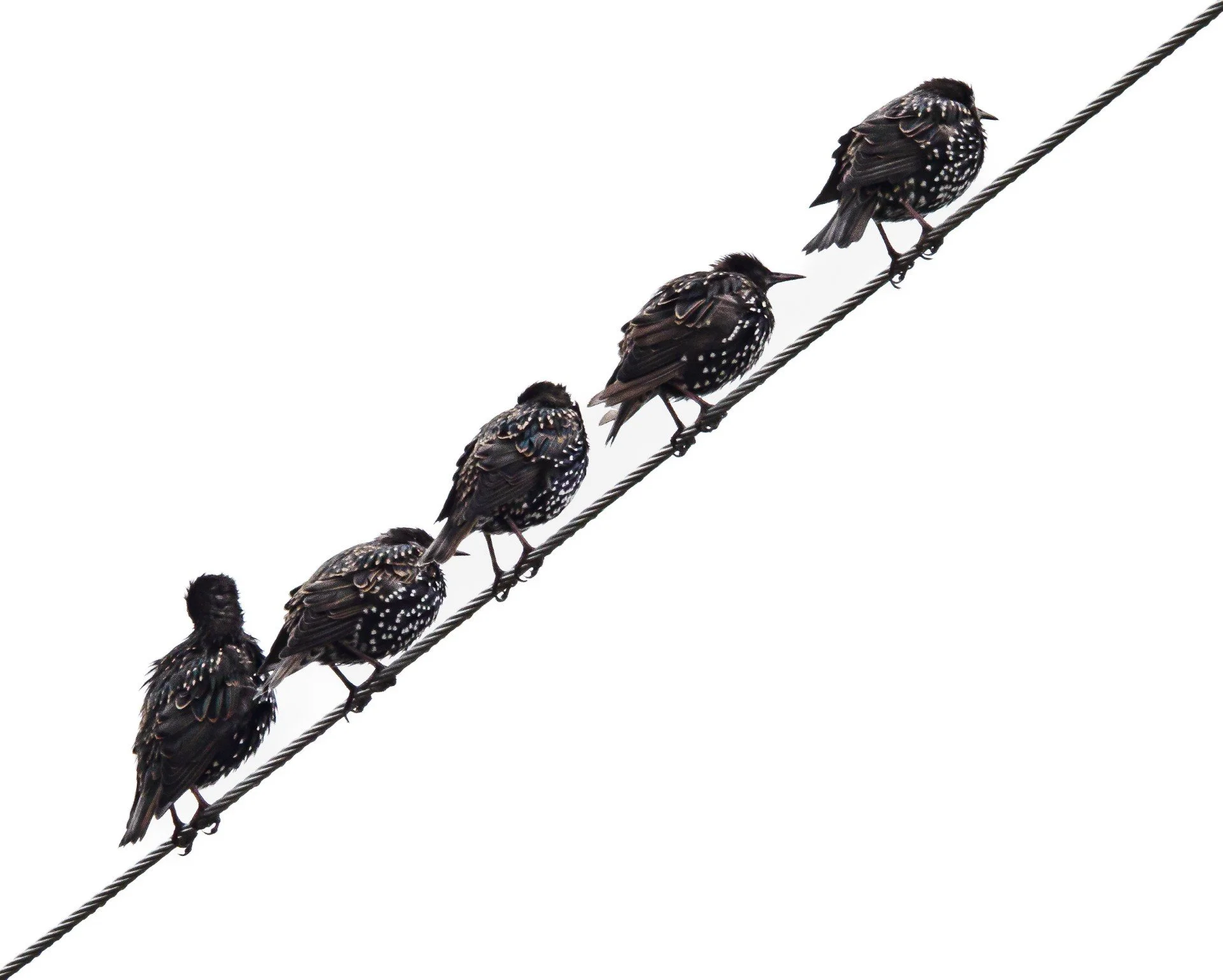 Community - By Greg Jamieson