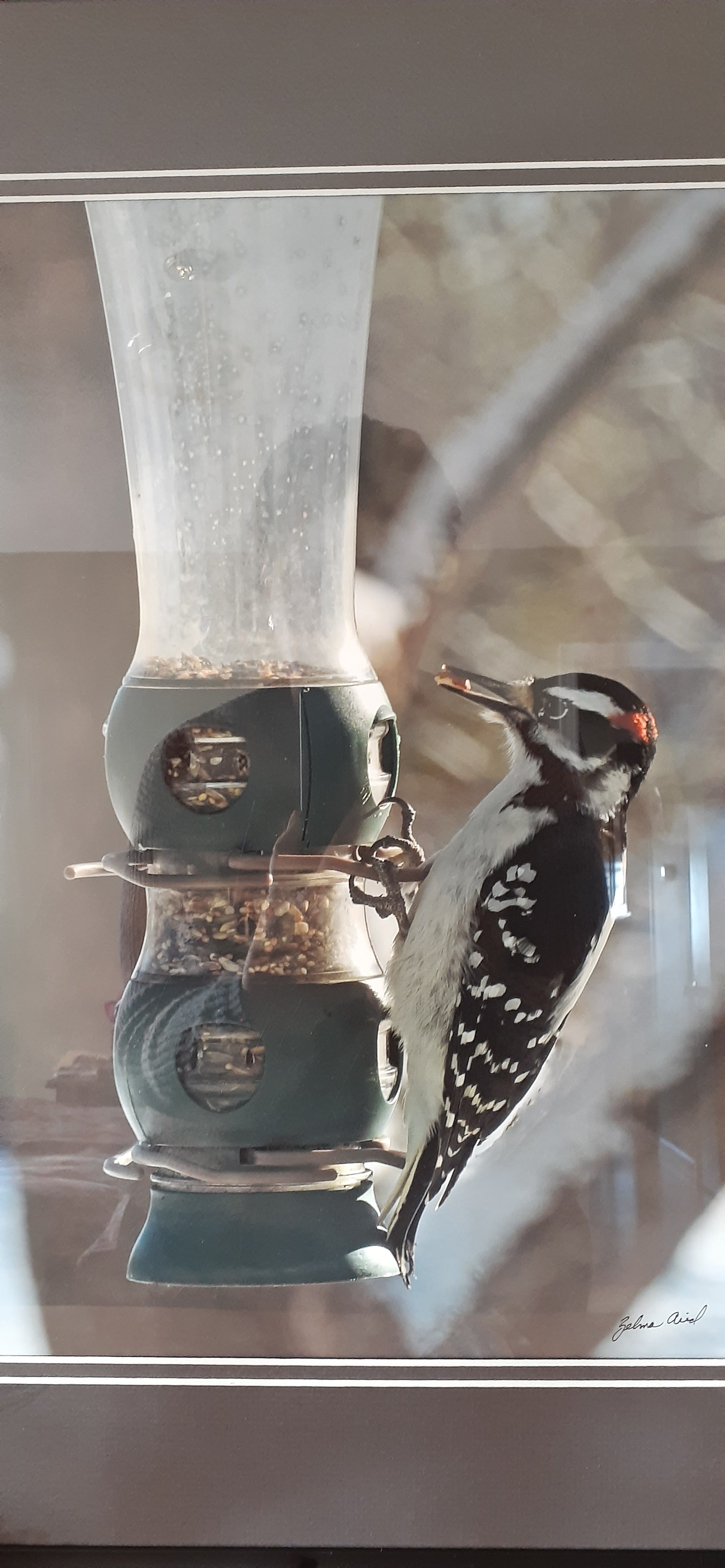 Hairy Woodpecker - By Zelma Arid