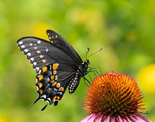 Black Swallowtail - 
By Margaret Boothroyd