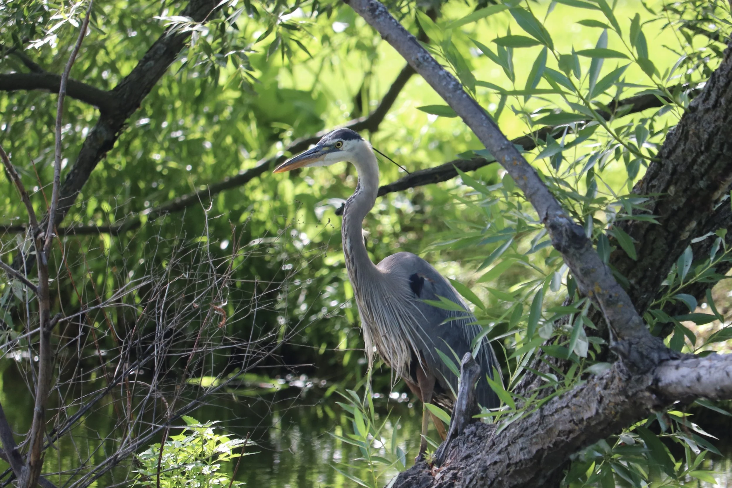 Great Blue Heron - By Carol Wakeham