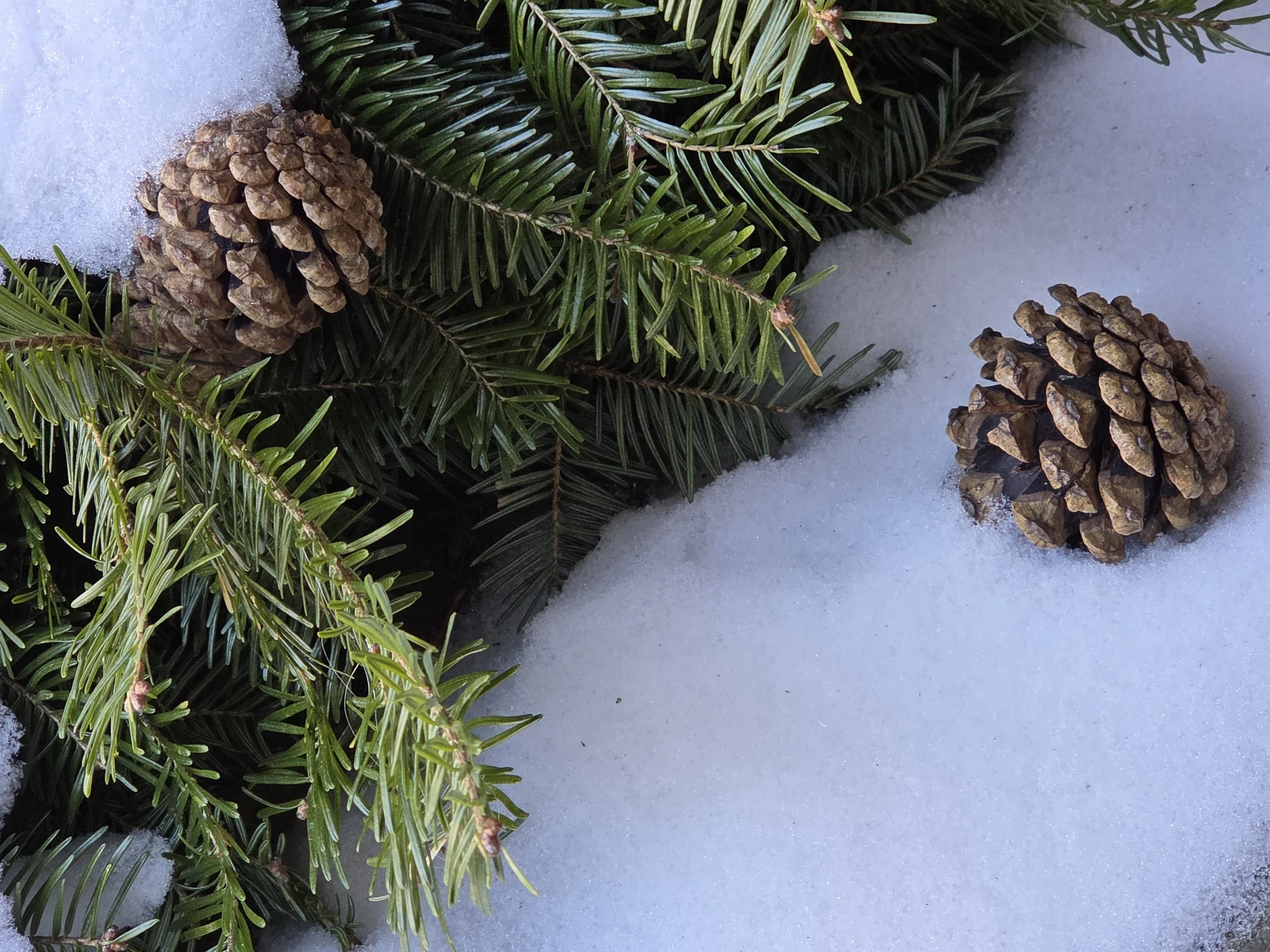Pine Cones - By Marjorie Earl