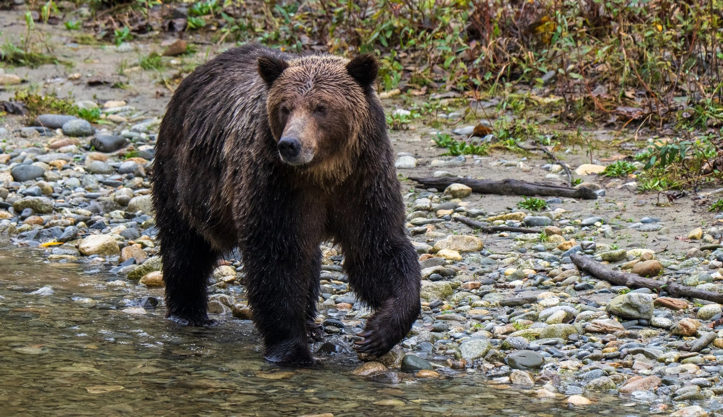 Bear Necessities - By Darla Stewart