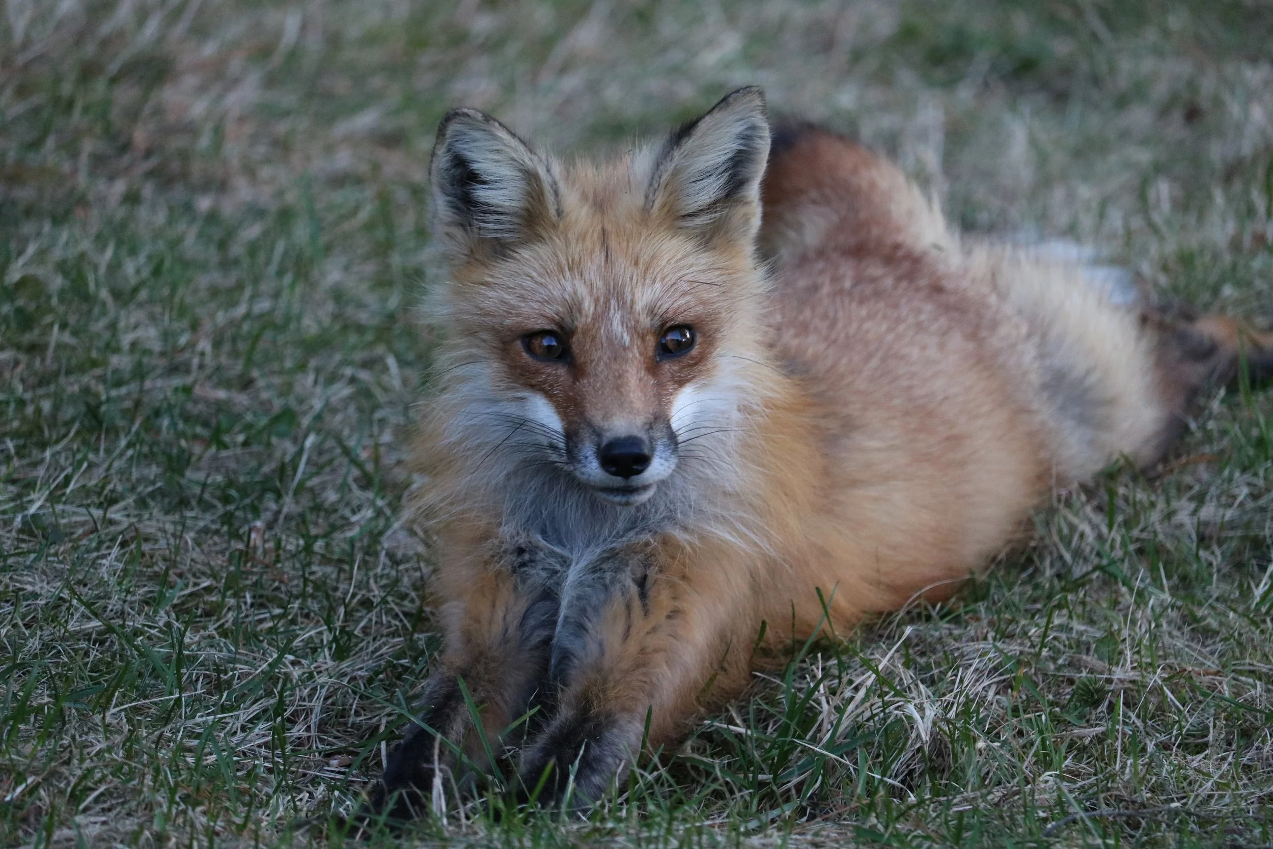 Fox in New Brunswick - By Carol Wakeham
