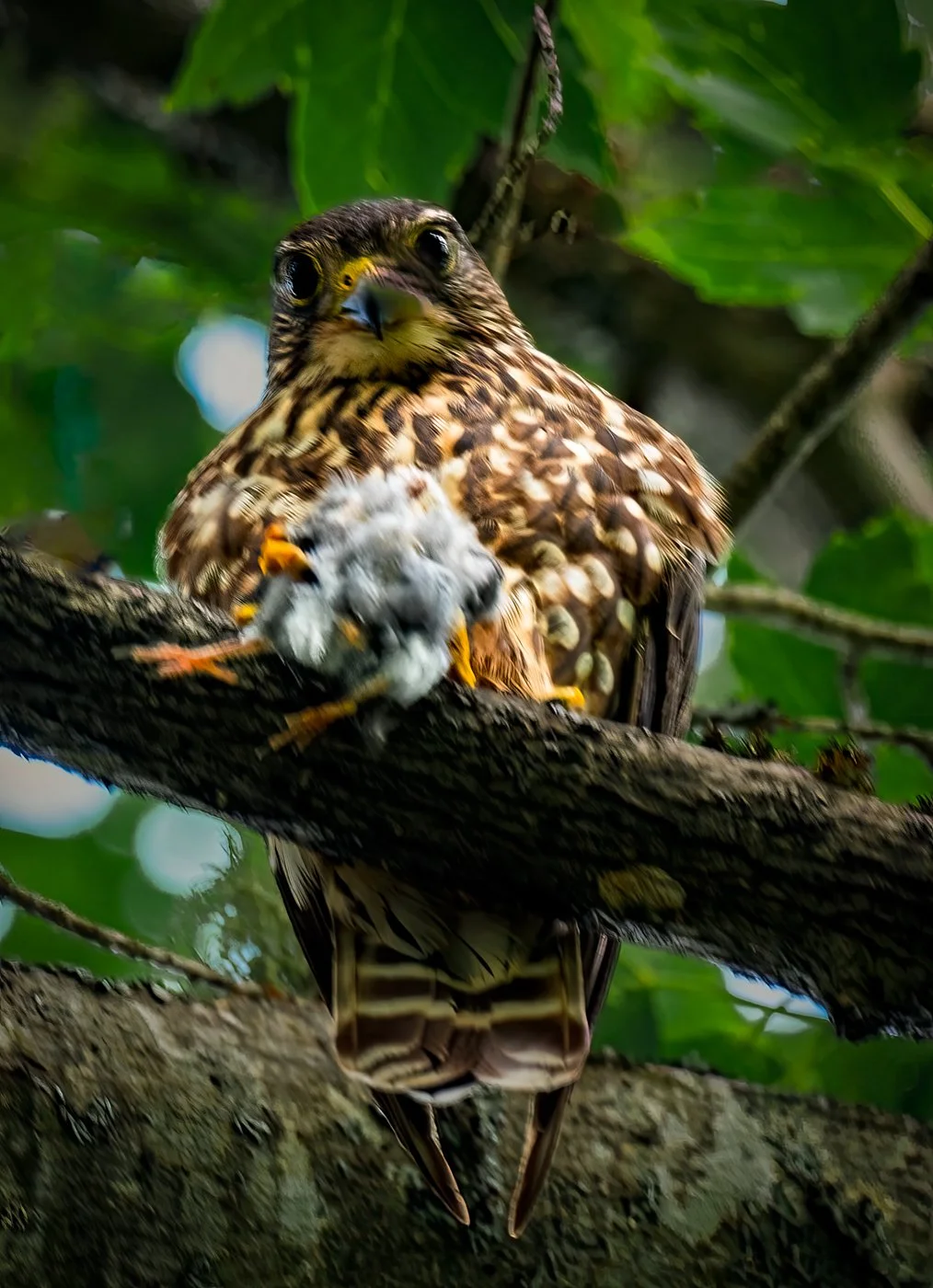Life And Death (Merlin and prey) - By Gary Meek