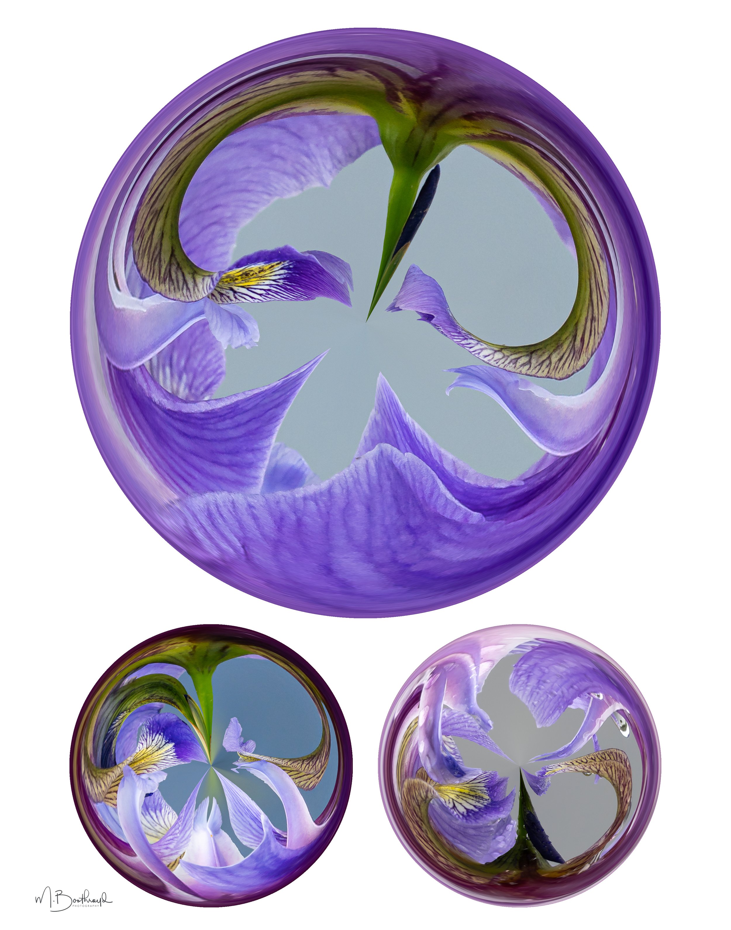 Iris Swirls - By Margaret Boothroyd