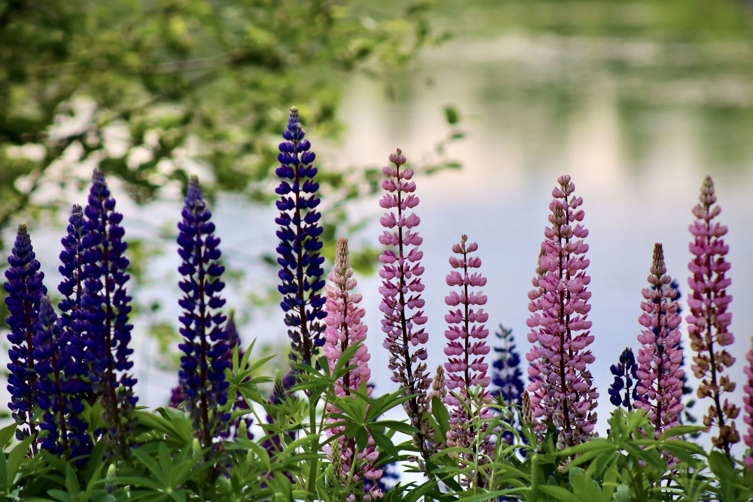 Oh For The Love of Lupins - 
By Carol Wakham