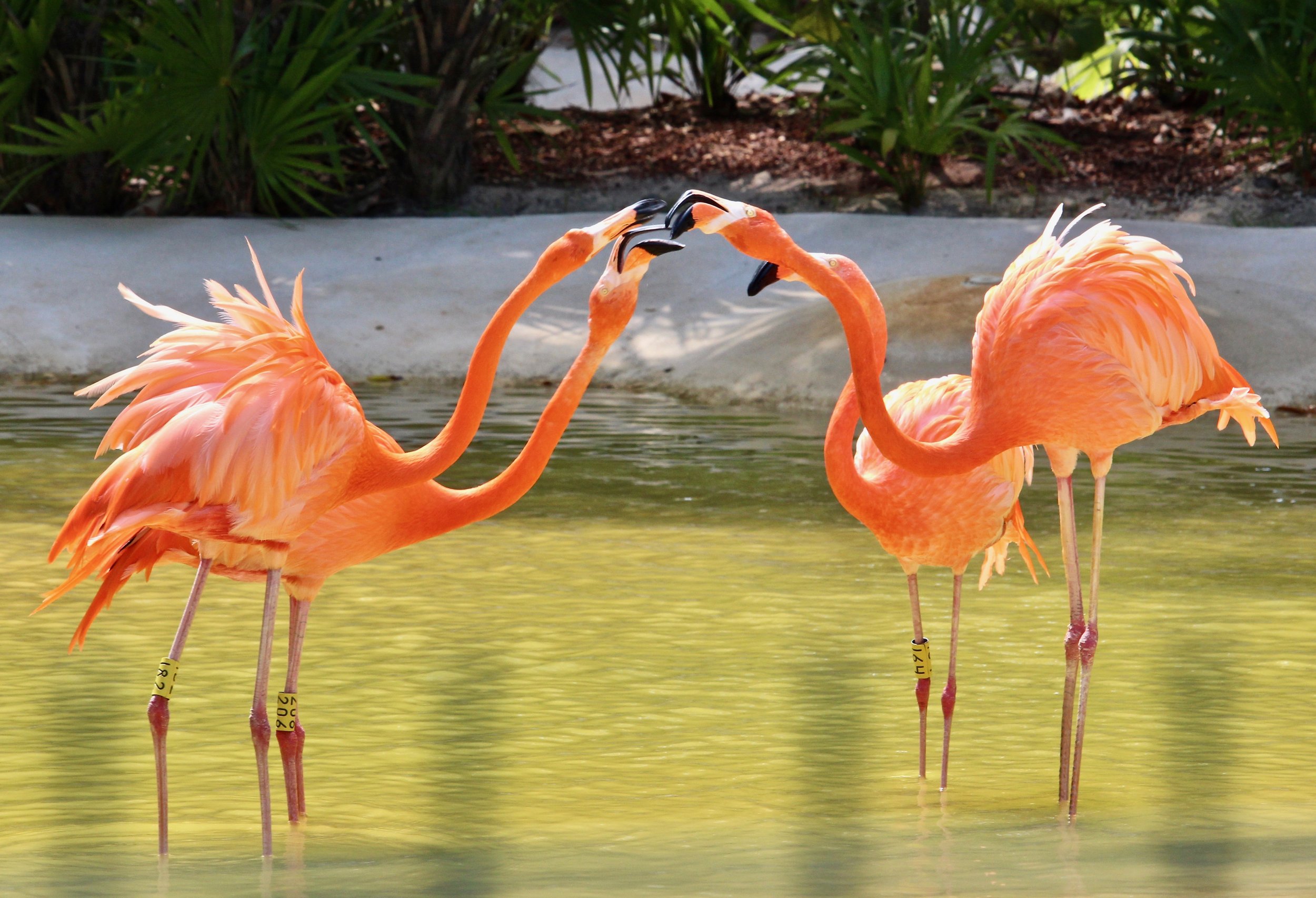 Gossiping Flamingoes - 
By Marjorie Earl