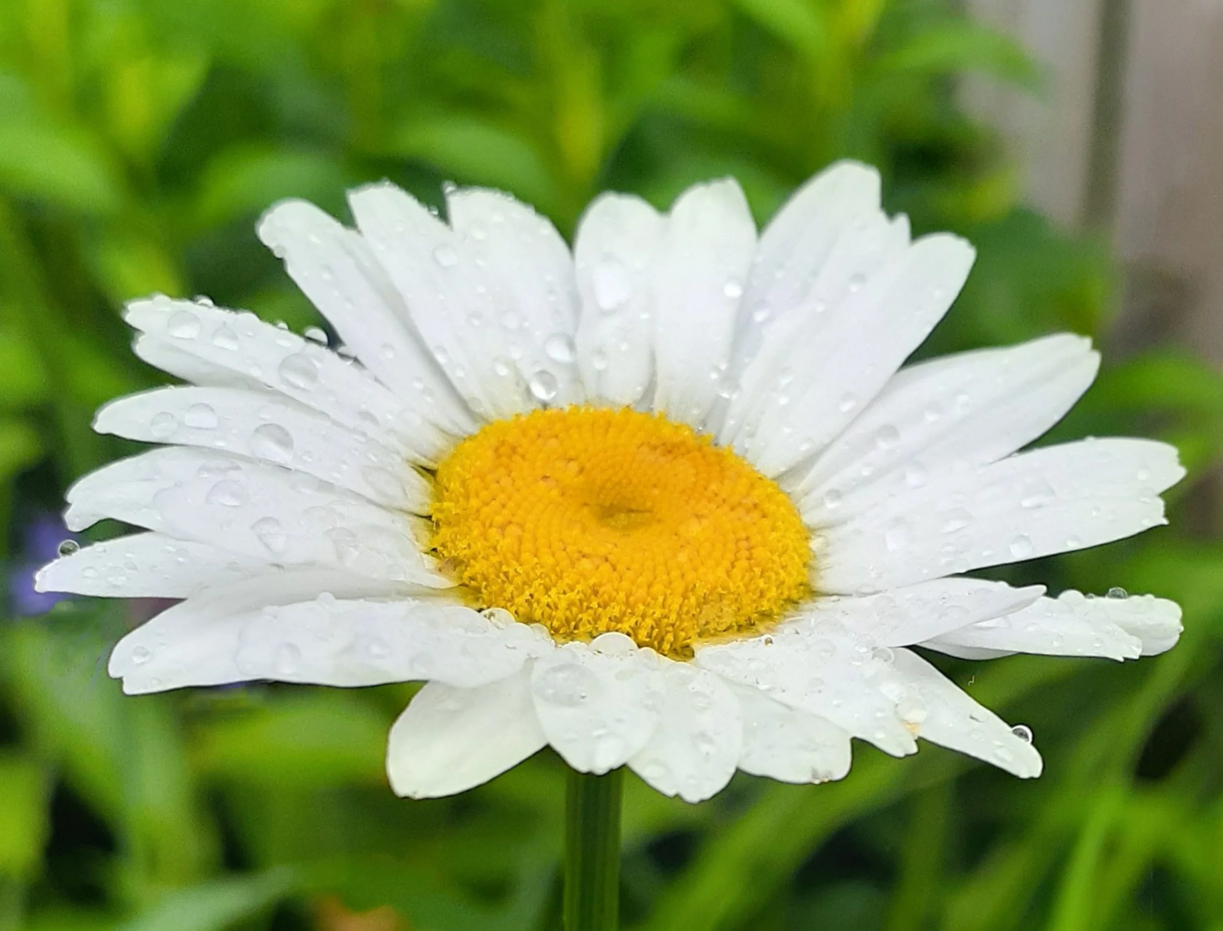 Daisy - By Zelma Aird