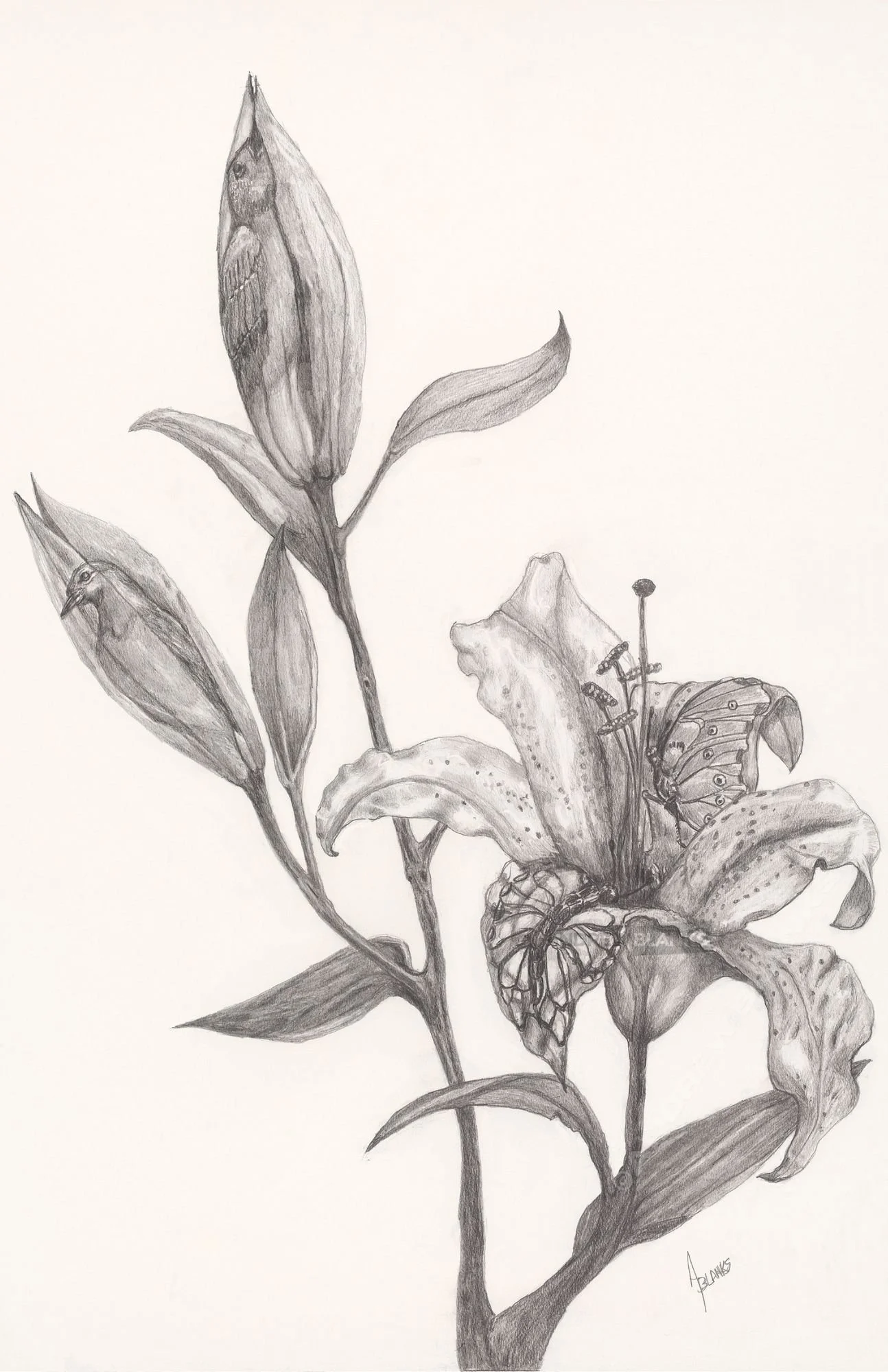 Watermark Lily Andrew Blanks Art.jpg