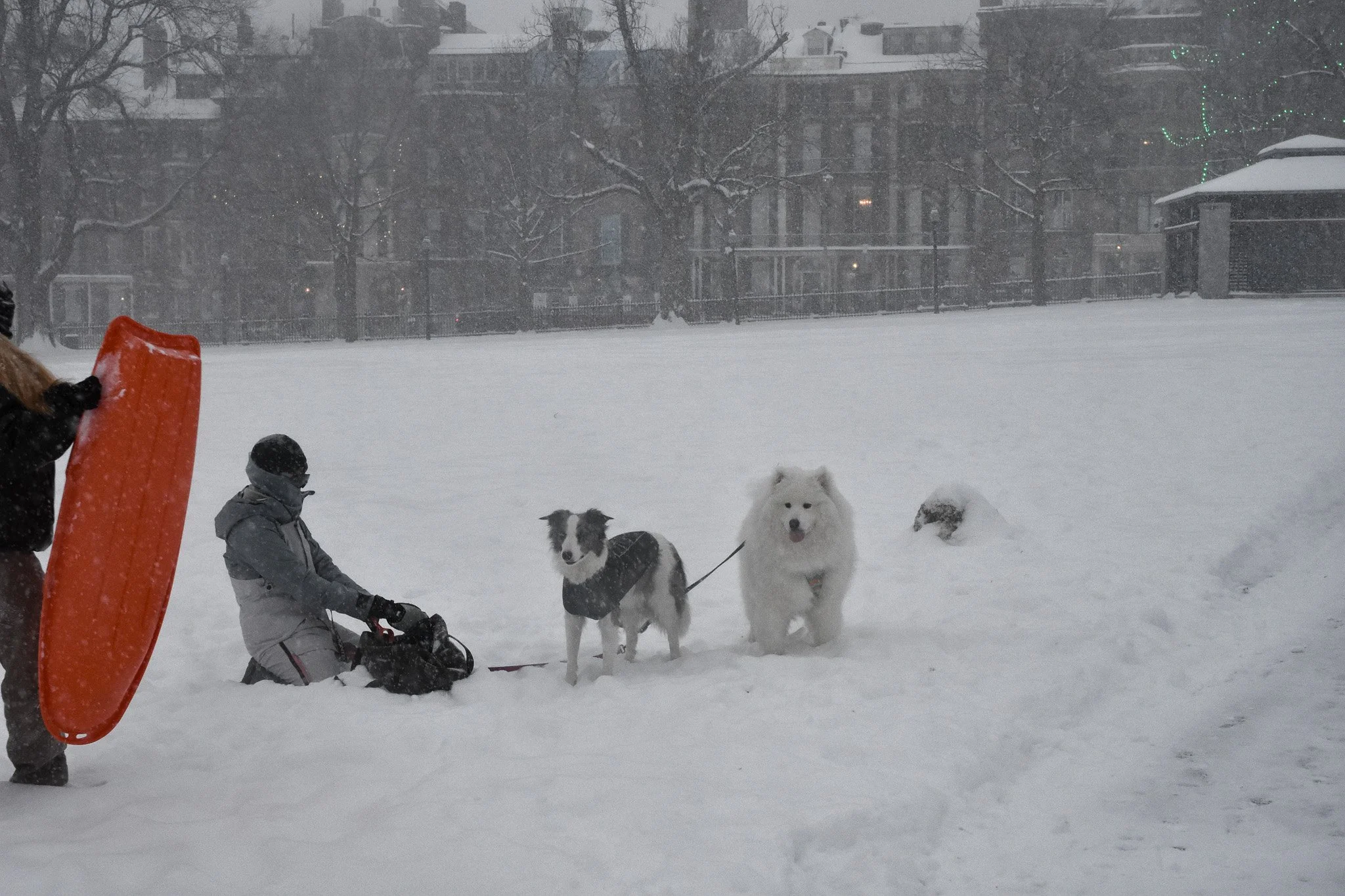 Boston, MA: Jan. 25 -  Two dogs look towards the camera as they have fun in the snow. 