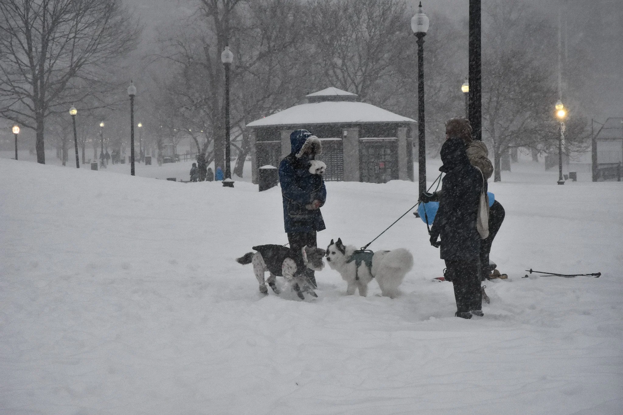 Boston, MA: Jan. 25 -  Two dogs have a wintery first encounter. 
