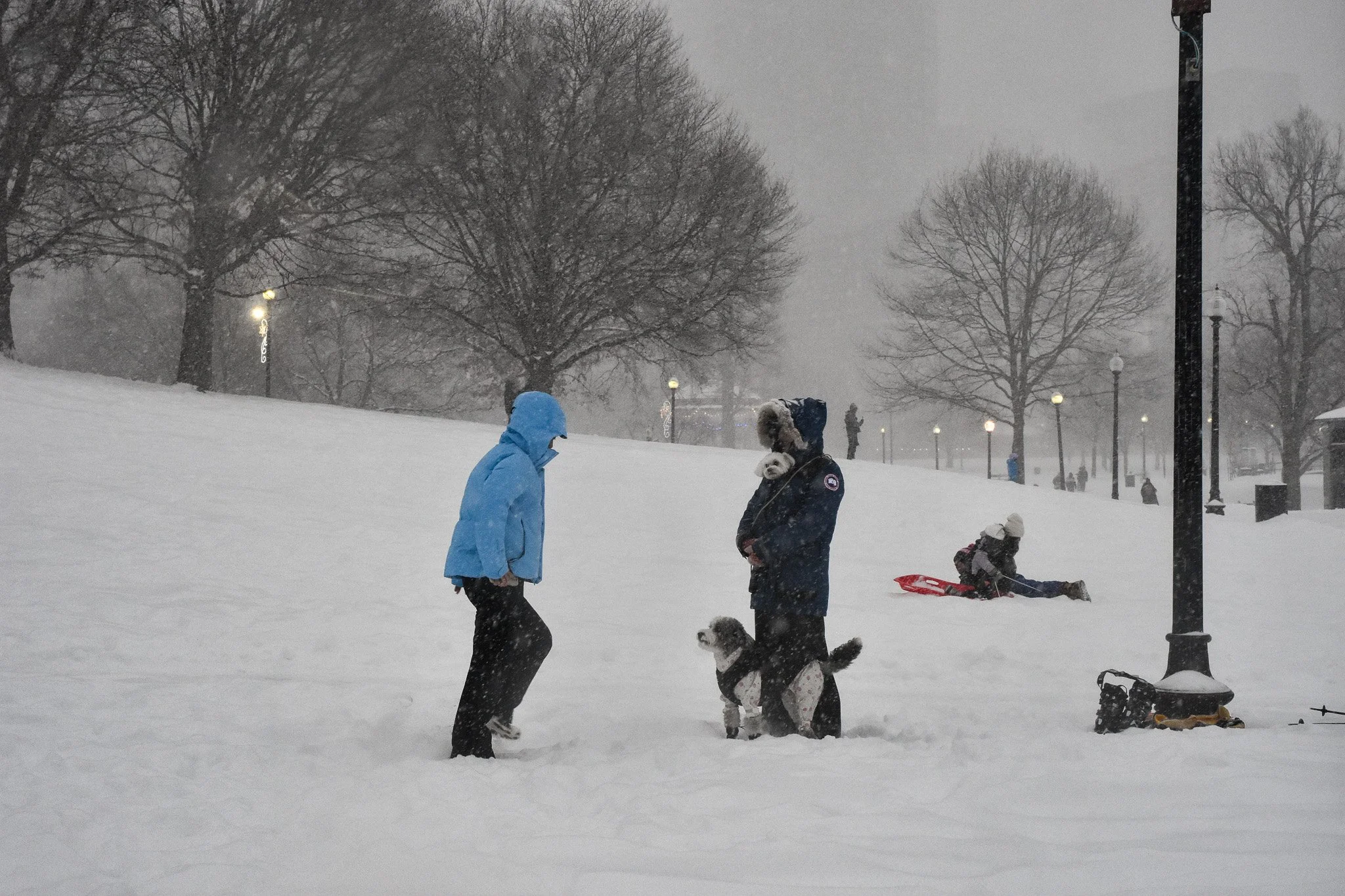 Boston, MA: Jan. 25 -  Two dogs explore the snow, one on the ground and one in their owner's coat. 