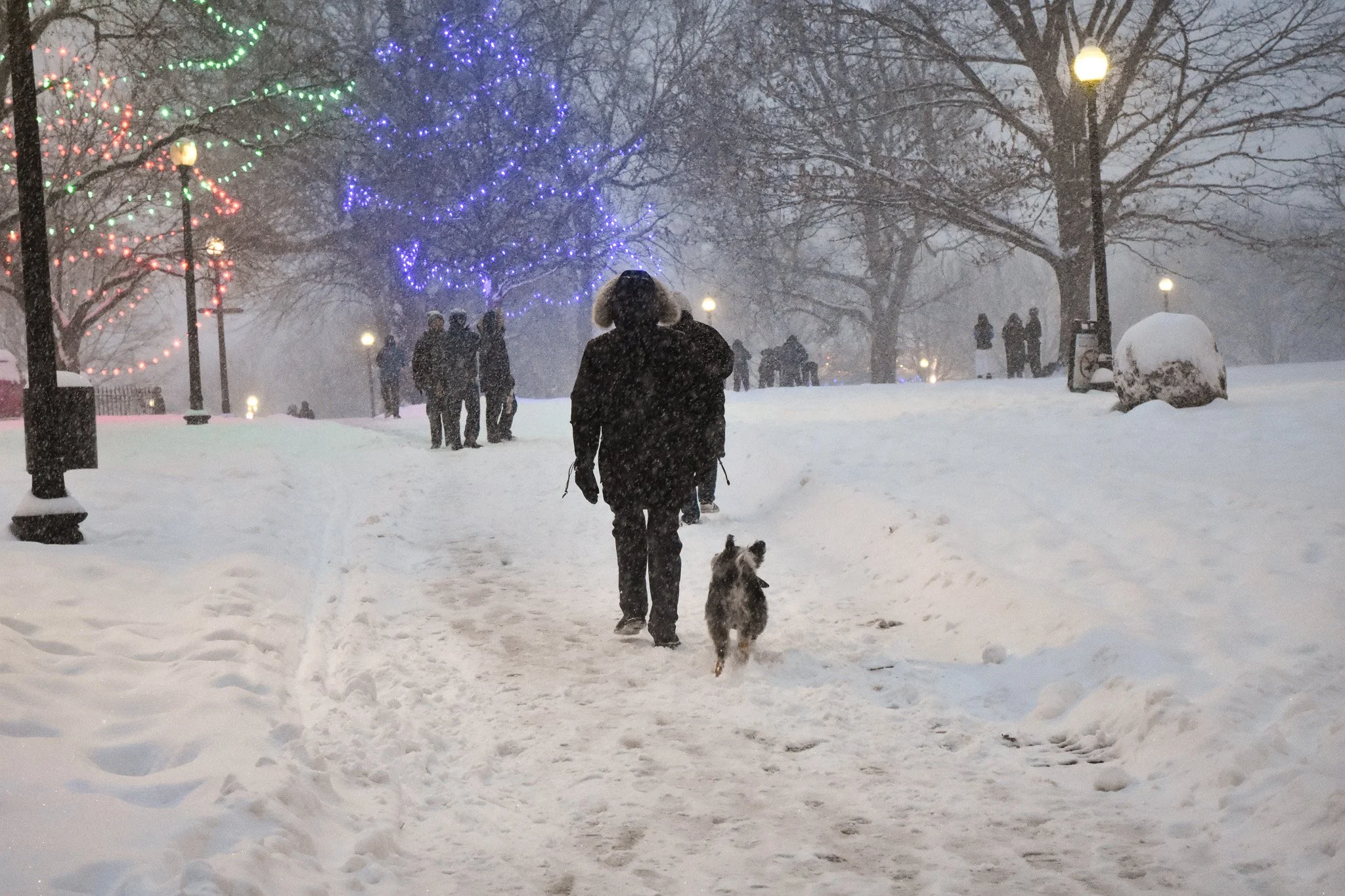 Boston, MA: Jan. 25 -  A dog, just released off their leash, runs in the snow by the Boylston T station. 