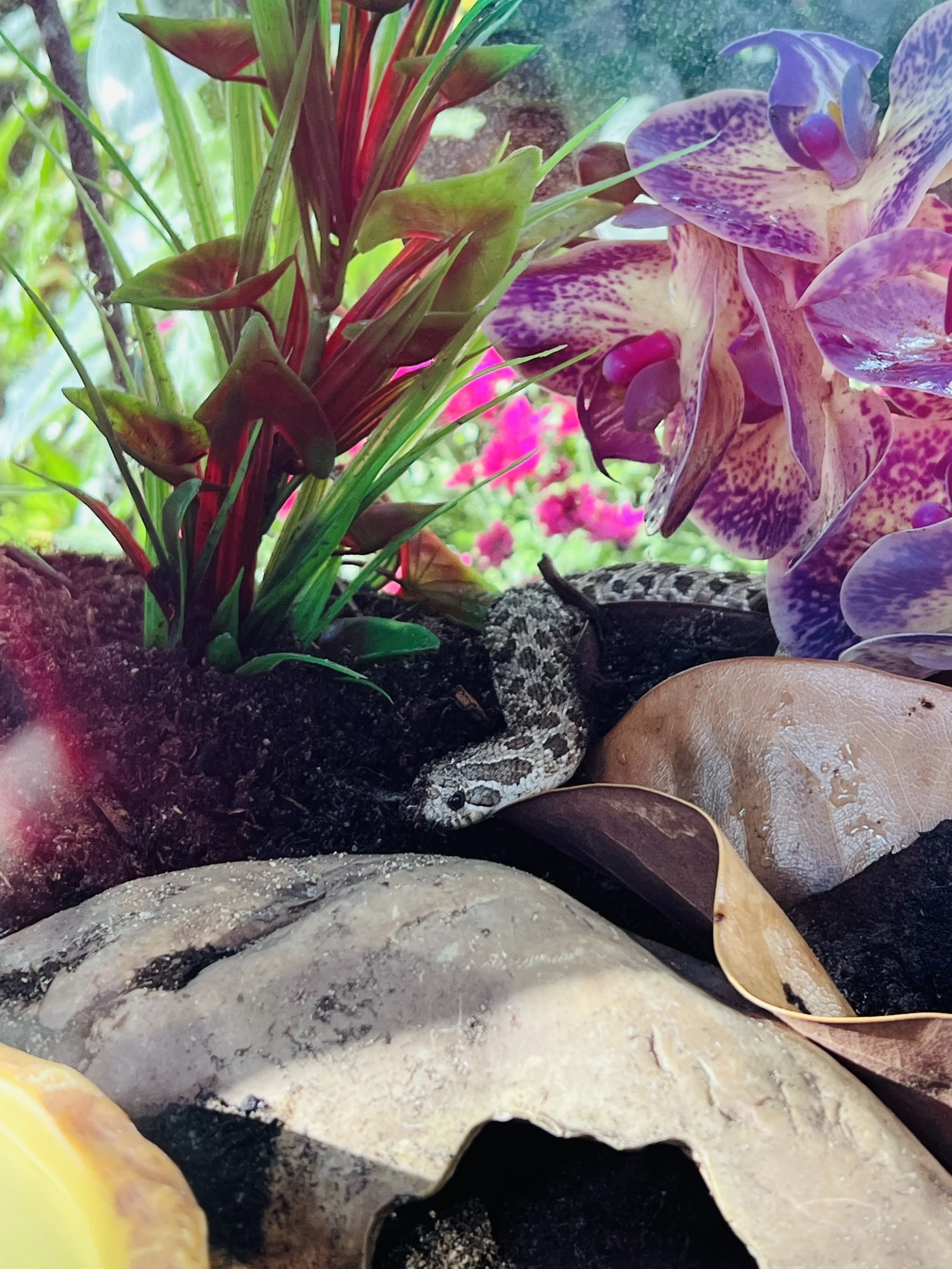 Muttart Conservatory 