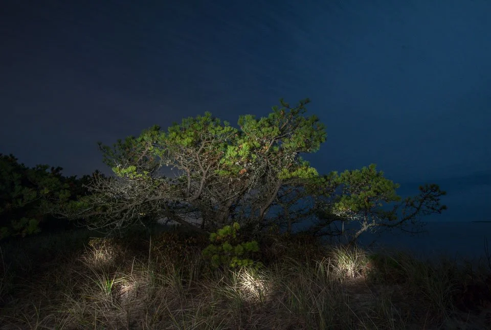 Nighttime view of a sandy landscape with a windblown pine tree, grasses, and bushes, under a dark cloudy sky.
