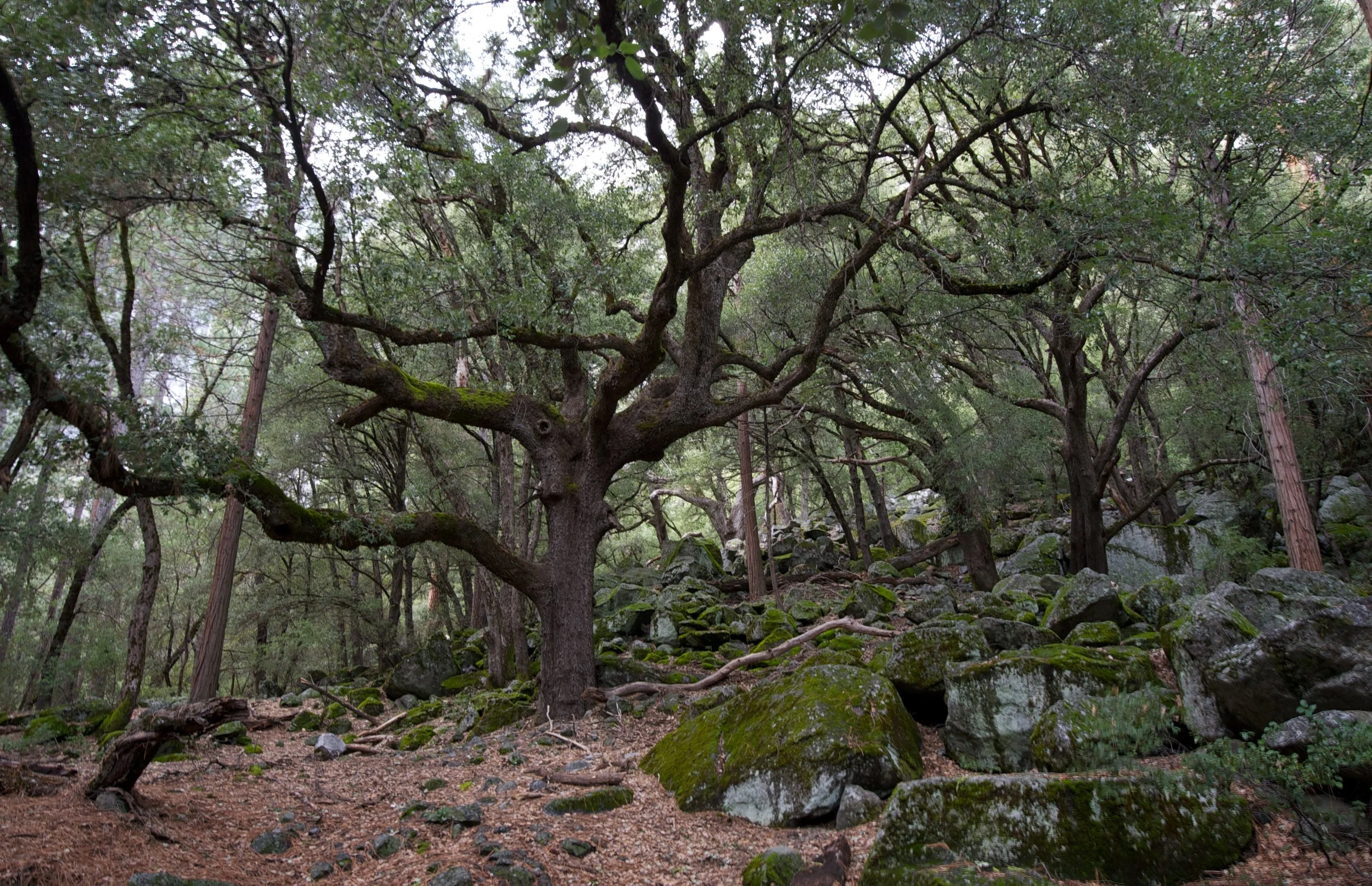 A forest scene featuring a large, twisted tree with moss-covered branches on rocky ground with scattered moss-covered stones.