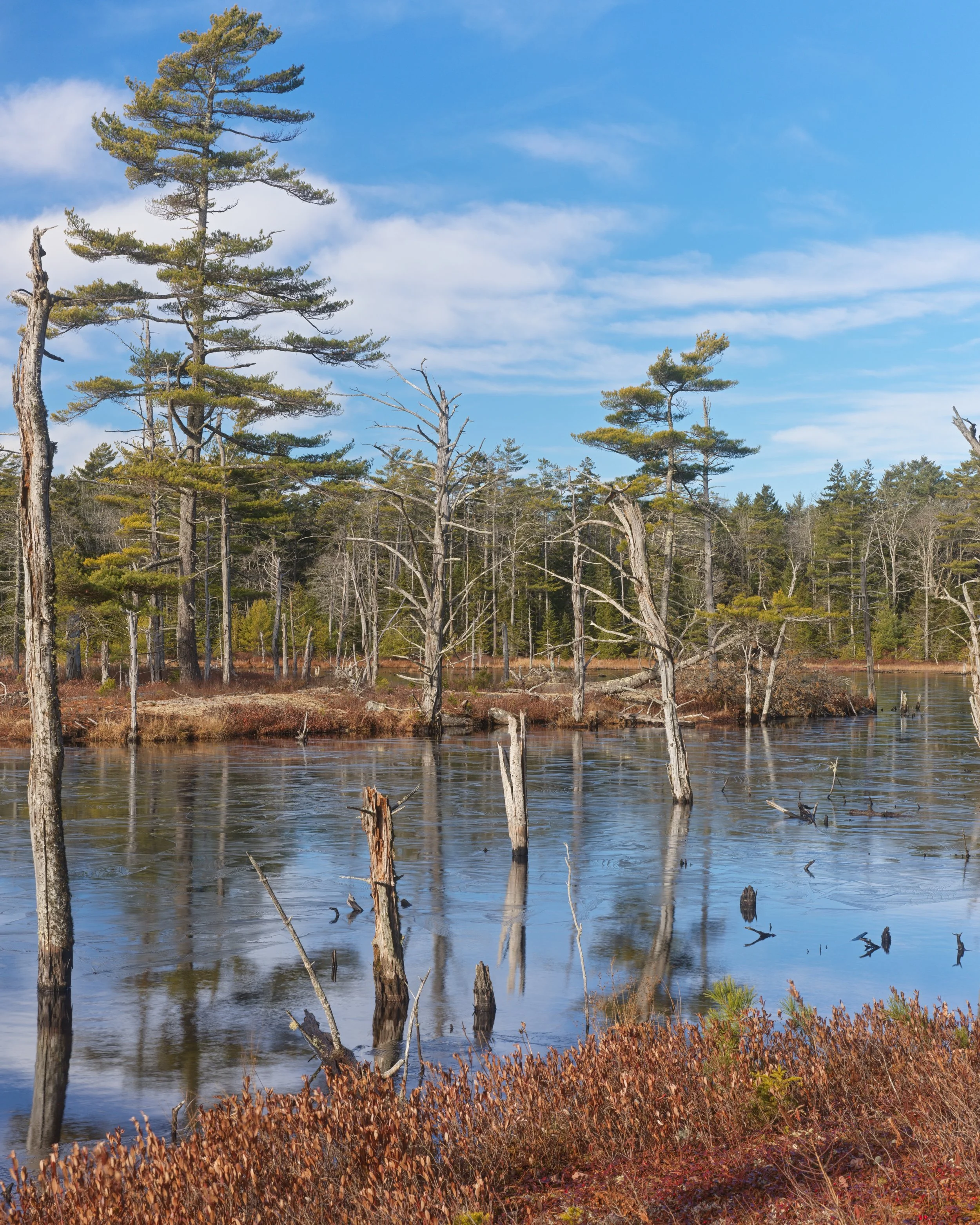 A landscape of tall pine trees standing by a body of water with a partly cloudy blue sky in the background, some trees are dead or fallen, and the water is reflecting the trees and sky.