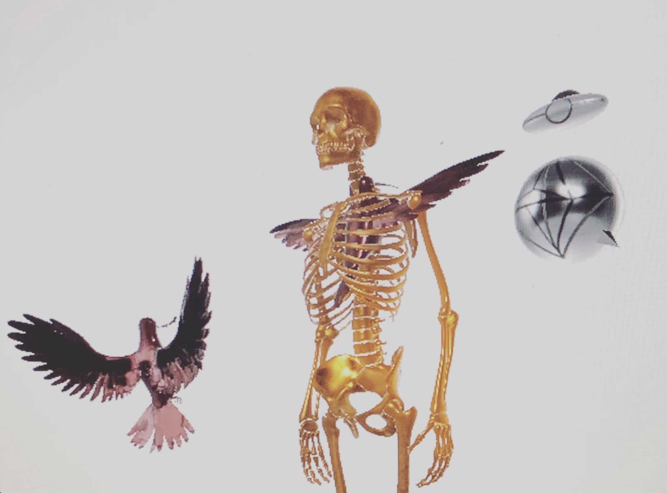 Albatross various renderings