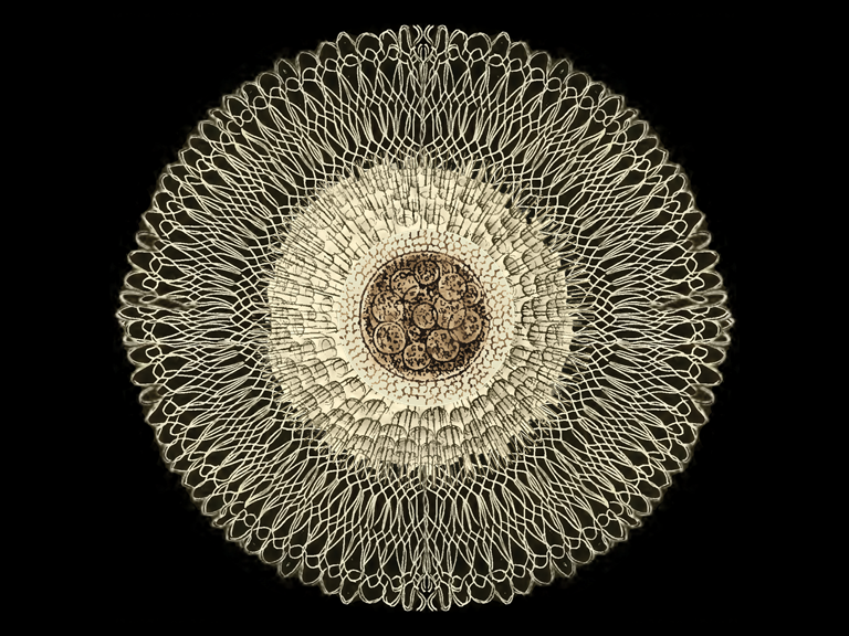 The Navigator Retainer