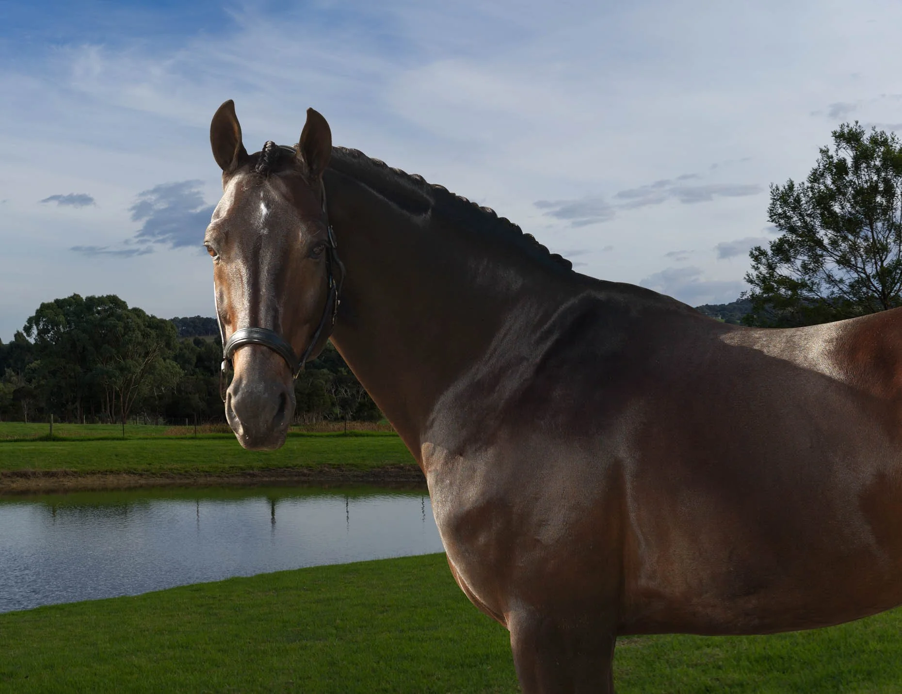 Robert_Earp_horse_advertising_photographer_melbourne.jpg